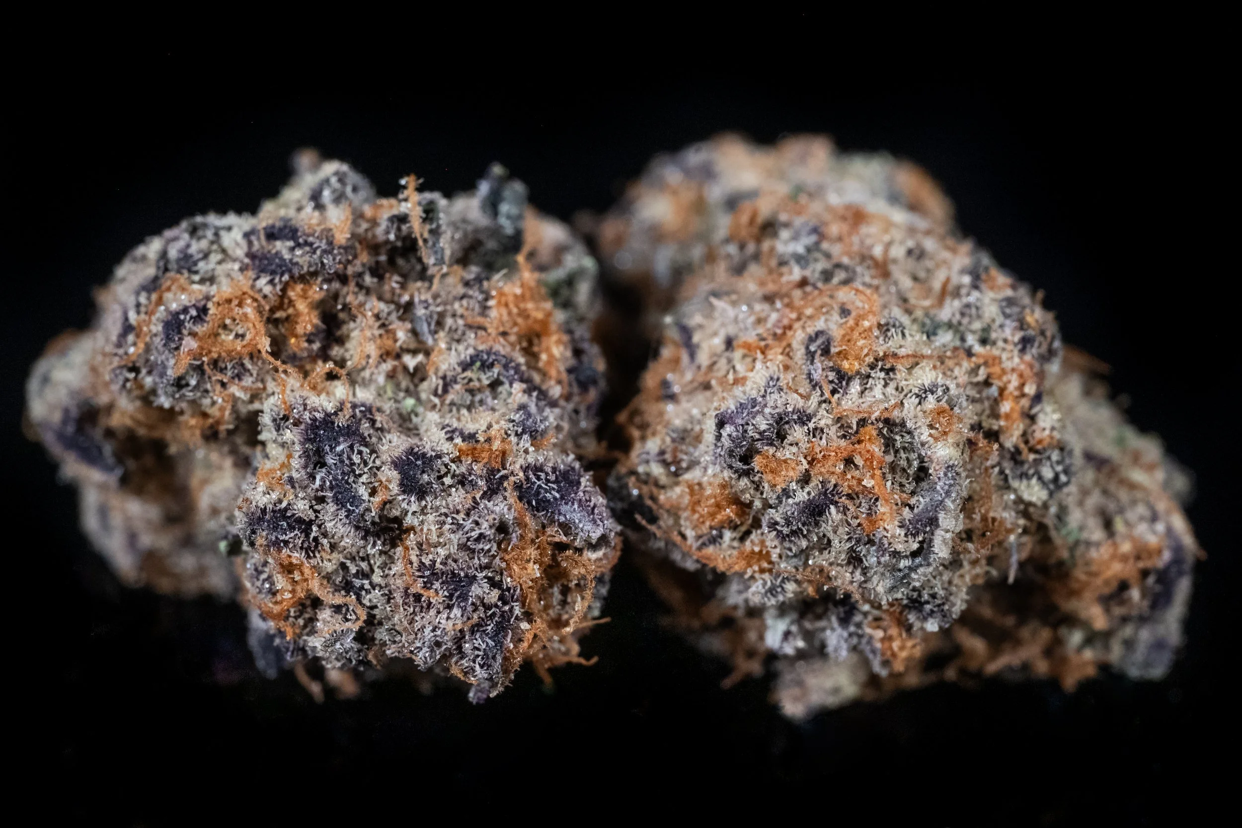 Do-Si-Dos indica hybrid