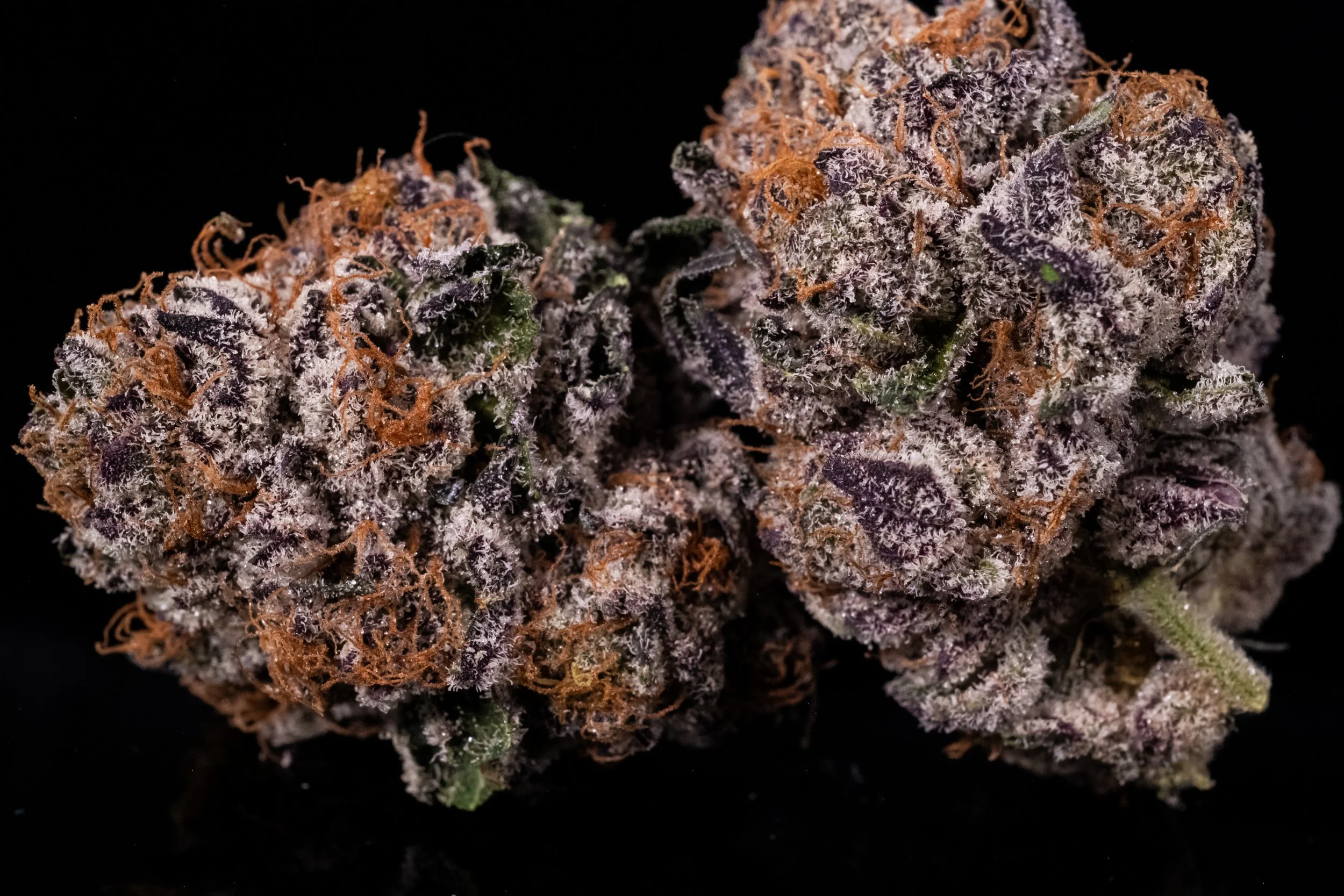 Strawberry Gary Payton sativa hybrid