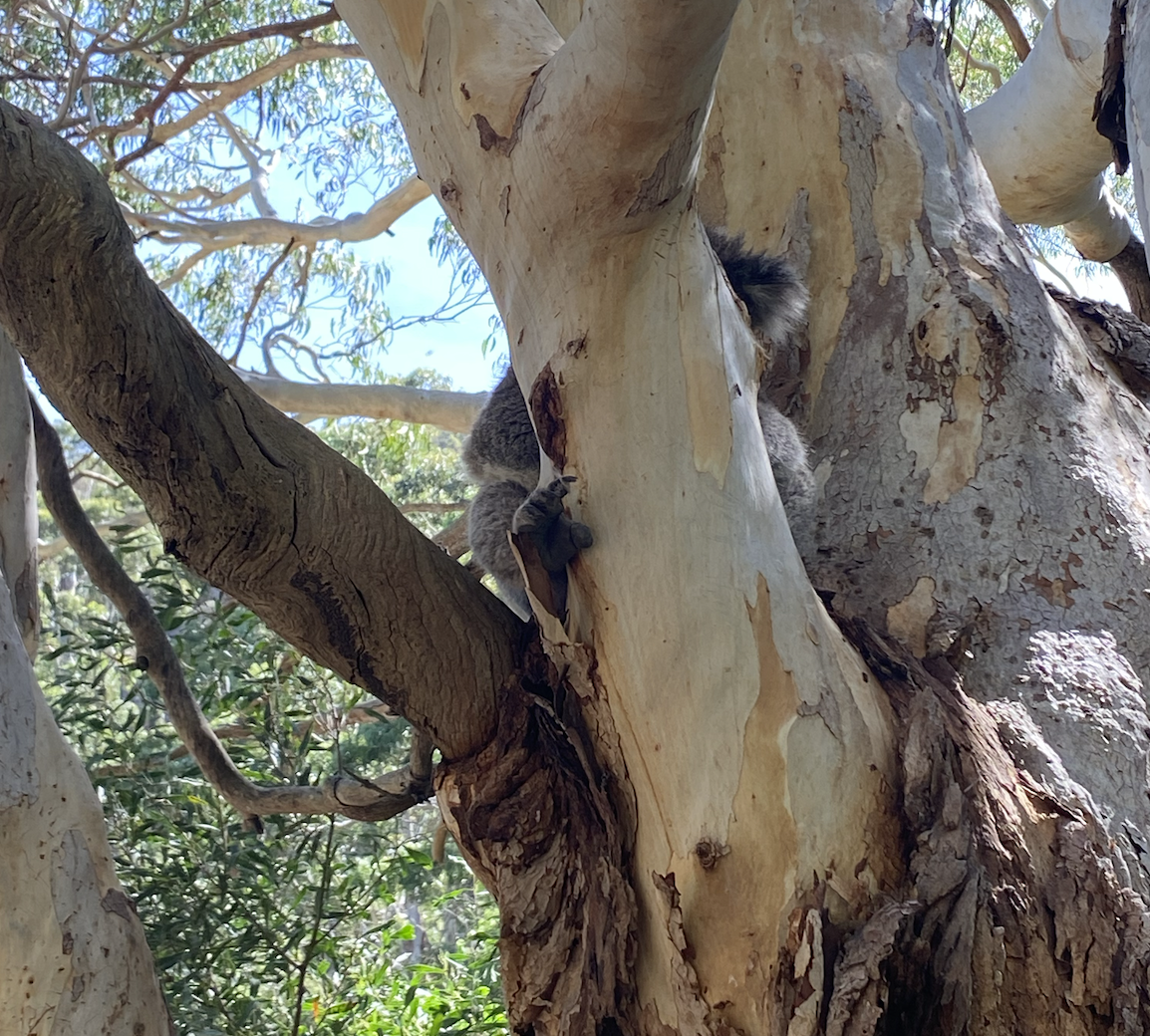 Recovering koala habitat