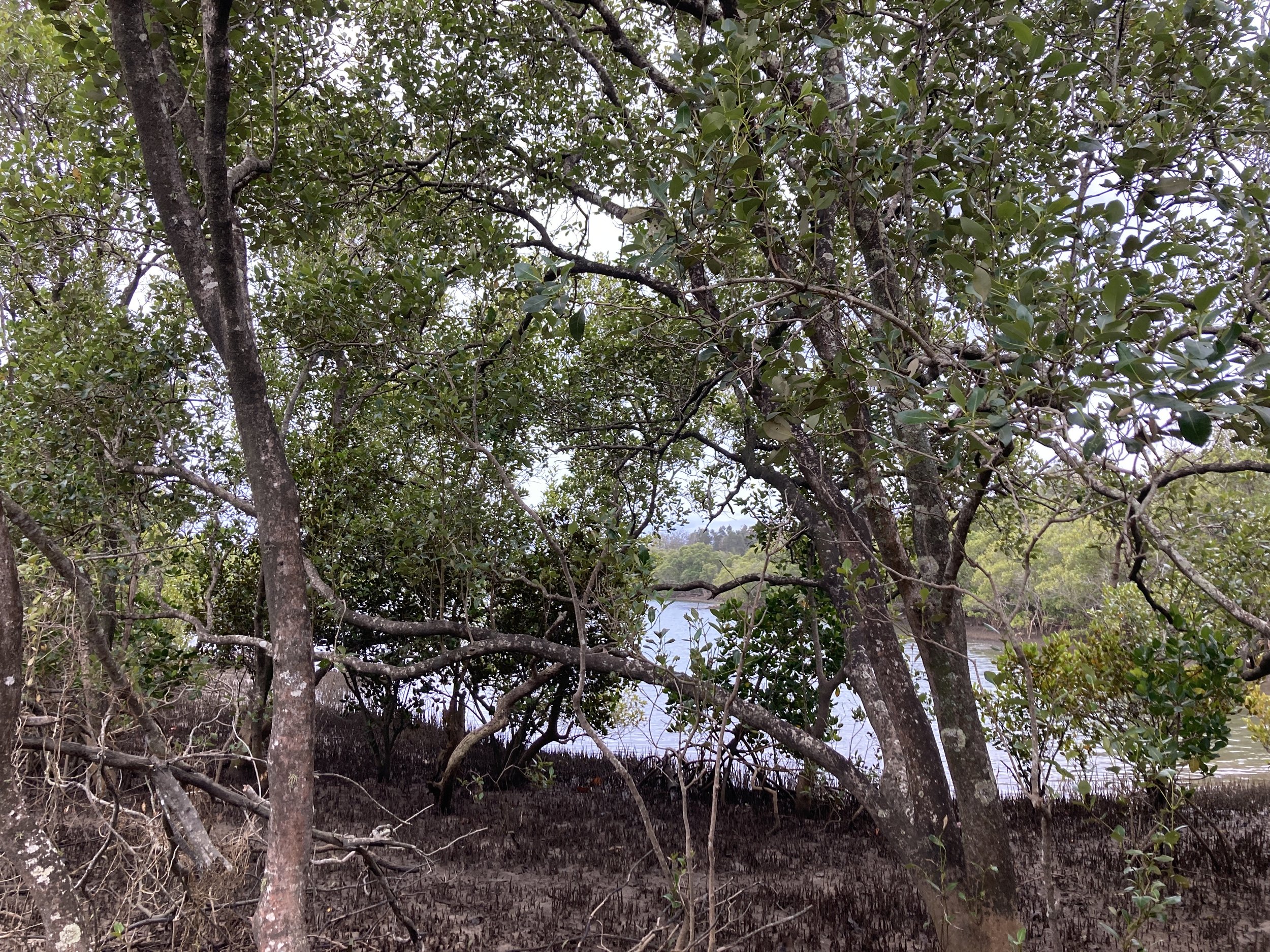 Leveraging Land Back