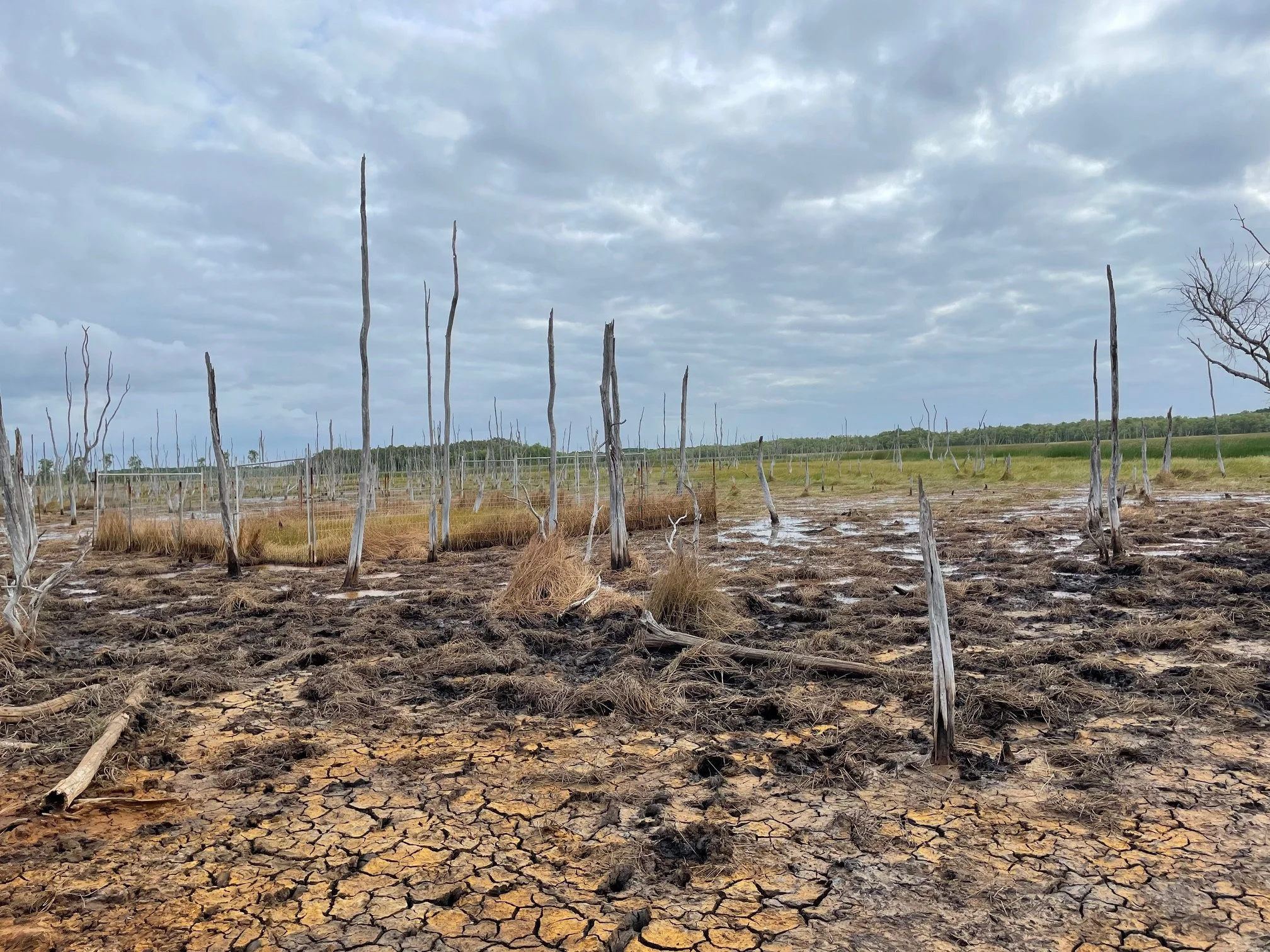 Dry, cracked land with dead, leafless trees scattered across the scene under a cloudy sky.