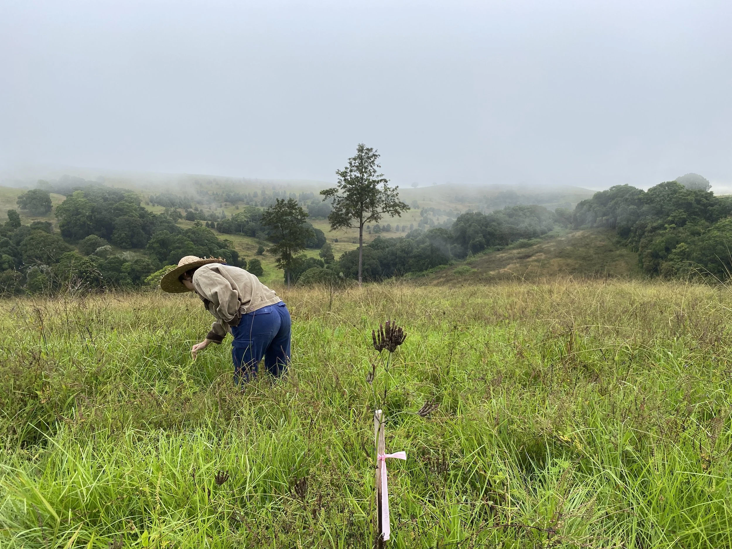 A person wearing a large hat, beige jacket, and blue jeans bending over in a grassy field, with a small plant marked by a pink ribbon in front. In the background, there are rolling hills, trees, and a cloudy sky.