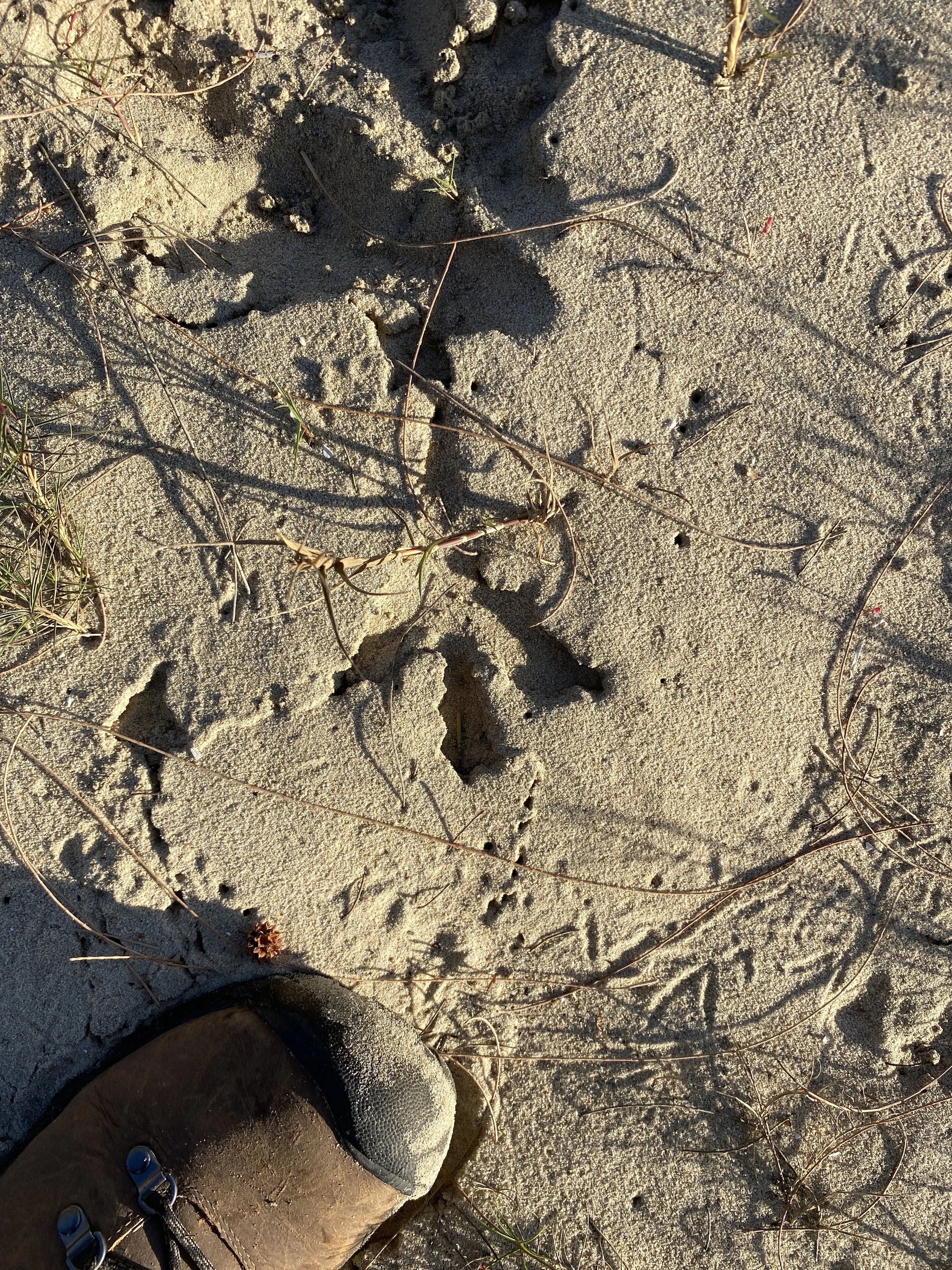 Footwear on sandy ground with animal paw prints and scattered dry grass.