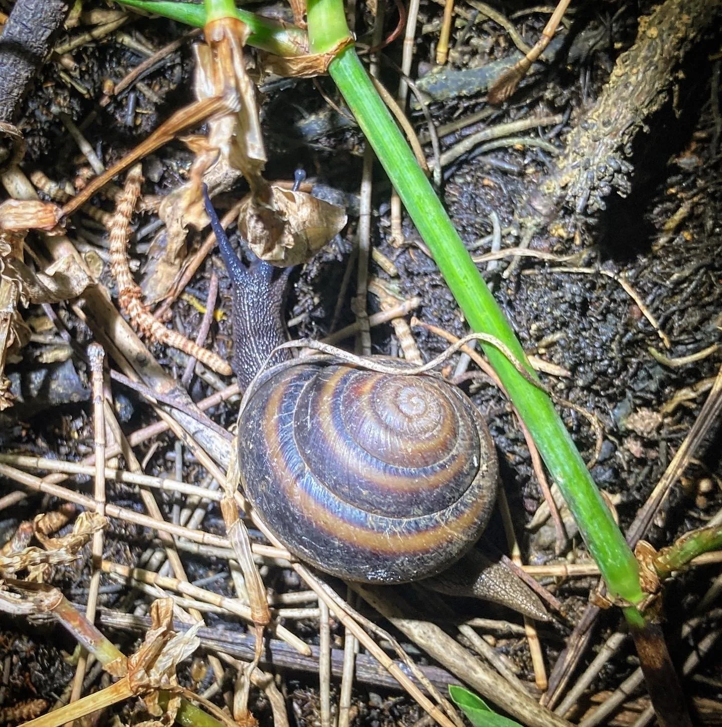 A snail with a dark shell and blue tentacles moving on dirt amidst plant debris and green grass.