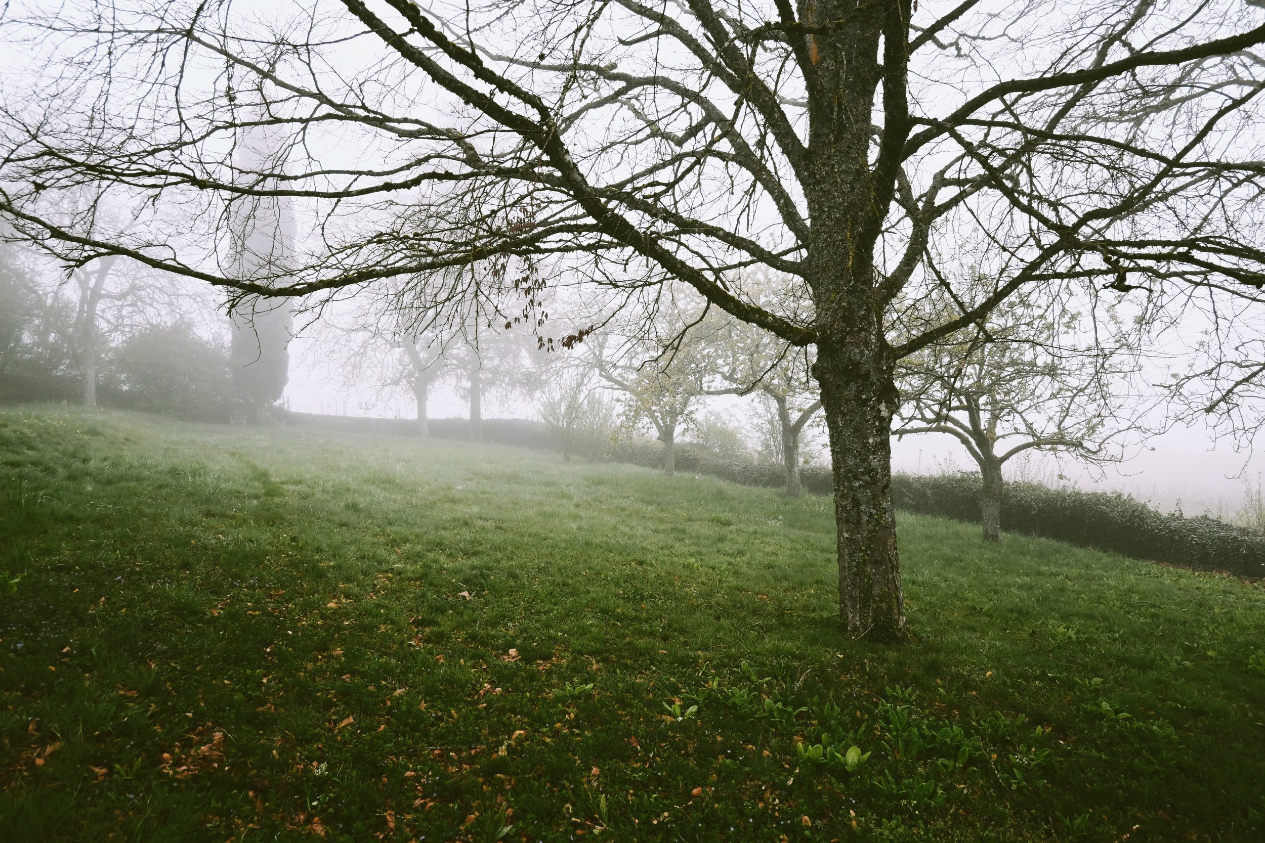 fog in the morning