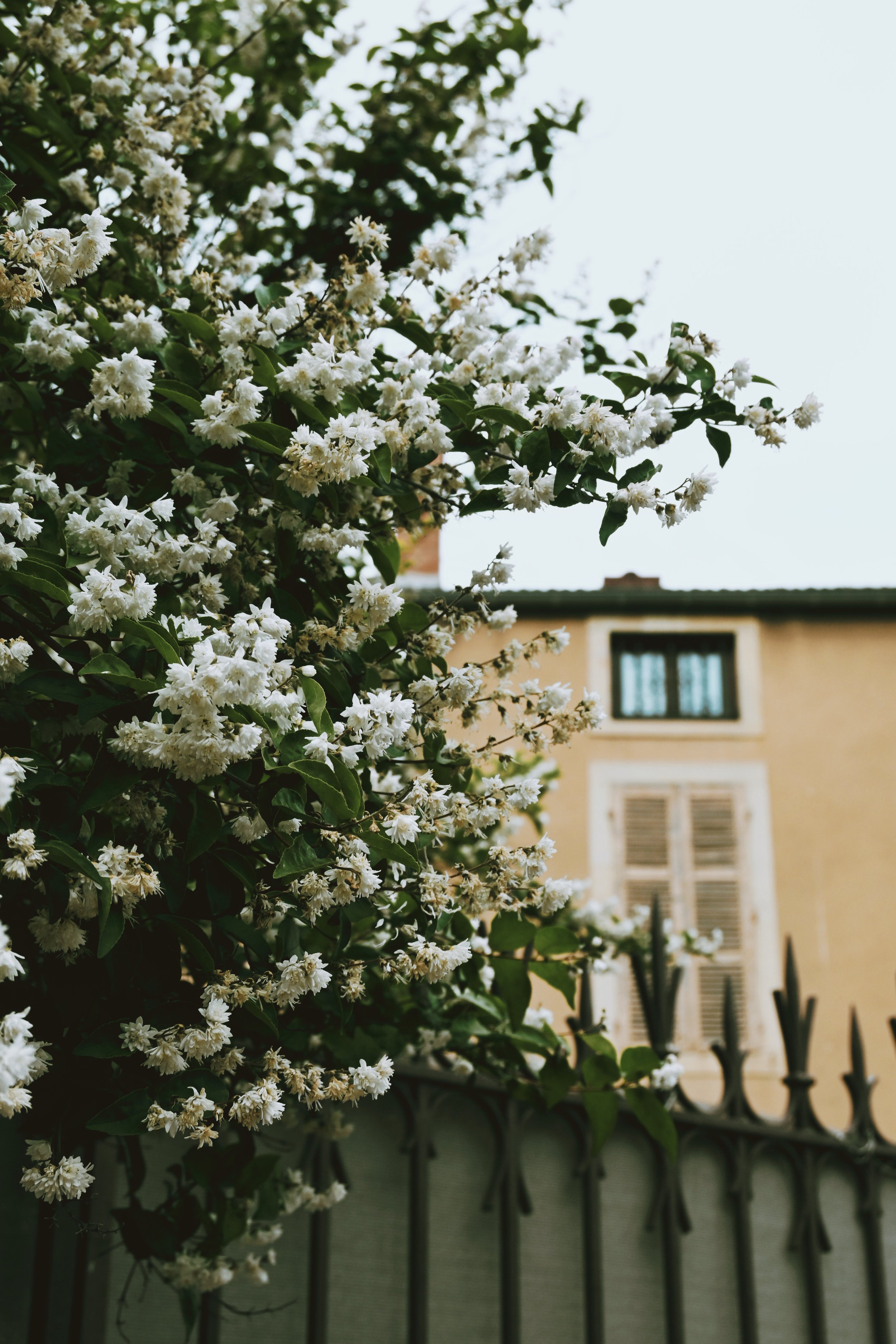 through street & alleys