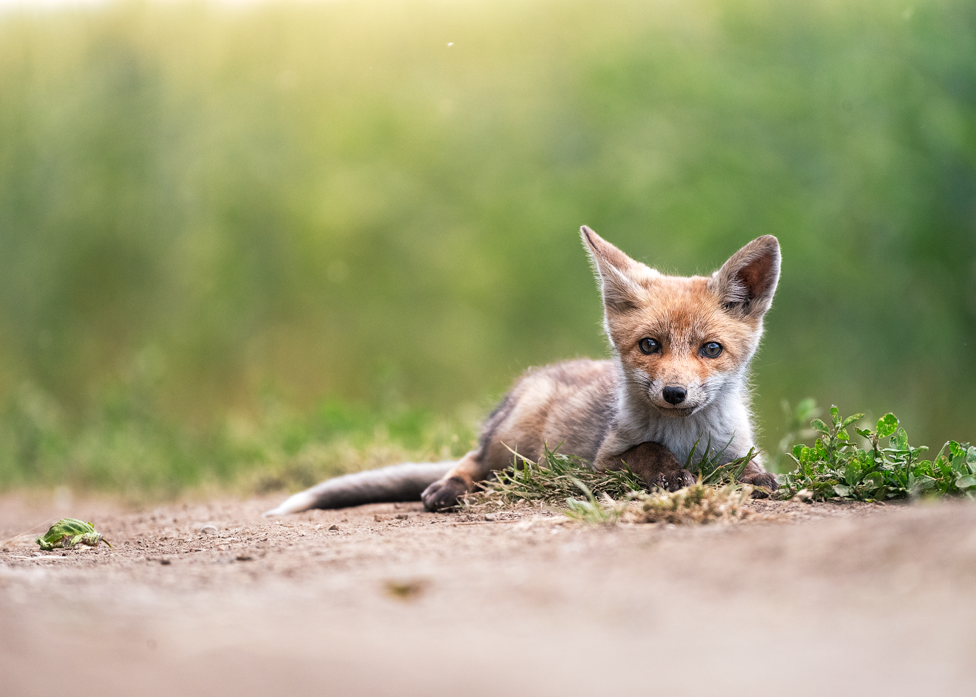 Running with the Foxes