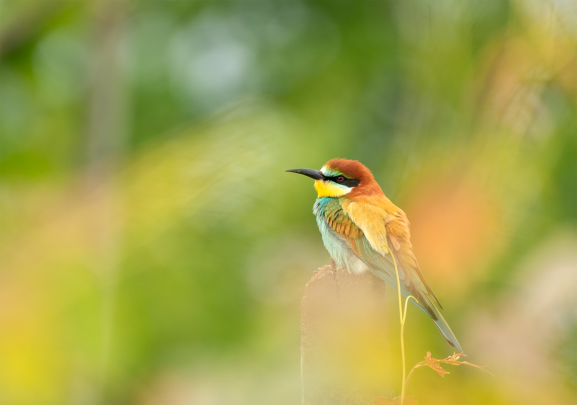 Viu-colorata prigorie este un oaspete de vară la noi. Iernează în Africa, vine în România în mai și pleacă din nou în migrație la final de august. Se hrănește cu insecte prinse în zbor. Monoculturile și folosirea insecticidelor scad
sursa de hrană a