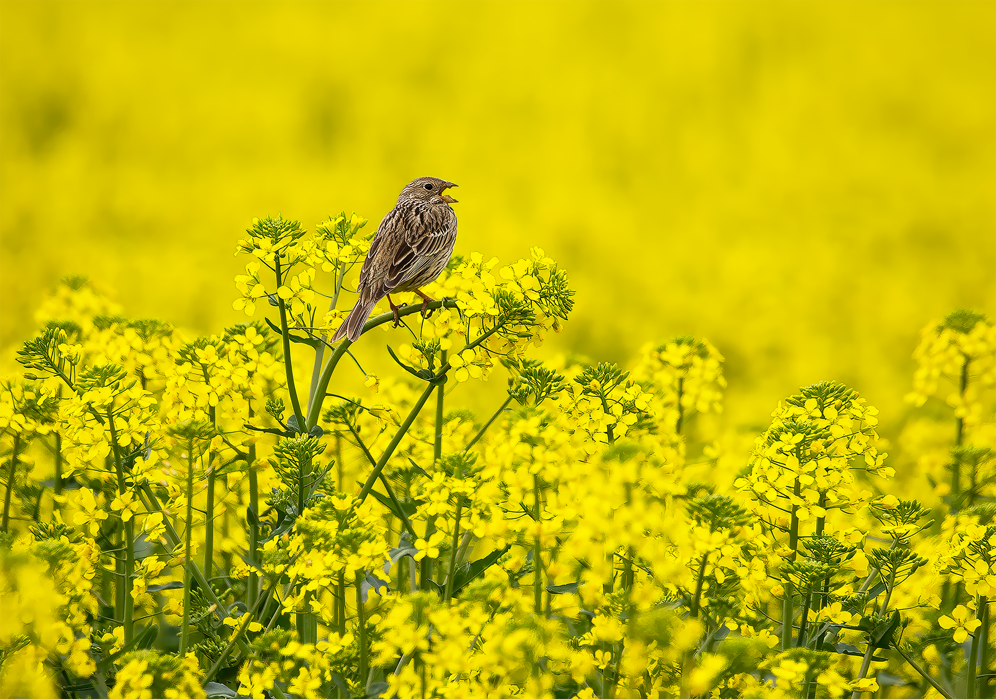 Presura sură este o pasăre mică, parțial migratoare, întâlnită în zone agricole, pajiști sau tufișuri. Hrana ei constă în semințe și alte părți ale plantelor. La noi, poate fi văzută pe câmp, fiind deseori recunoscută după trilurile ei specifice.