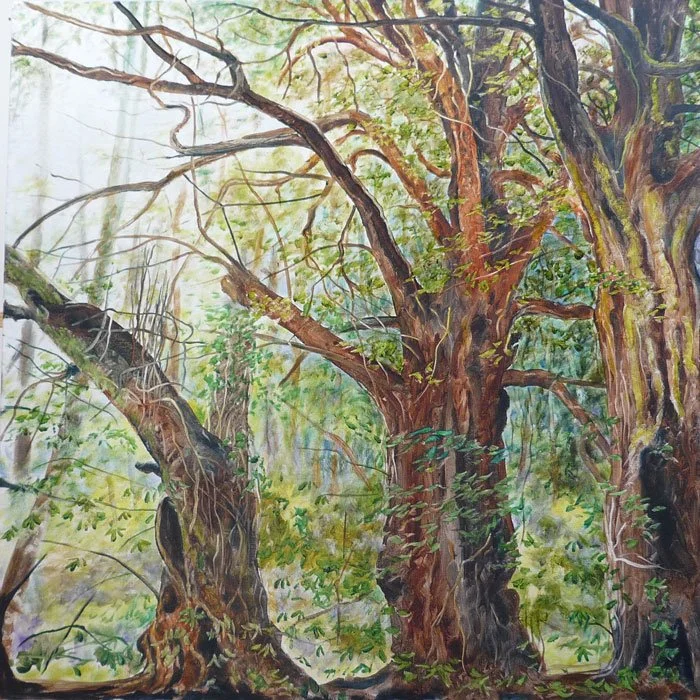 The Oldest trees in the Wood