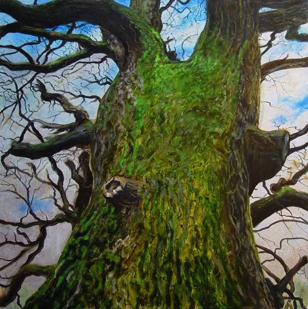 Bisgood's Oak