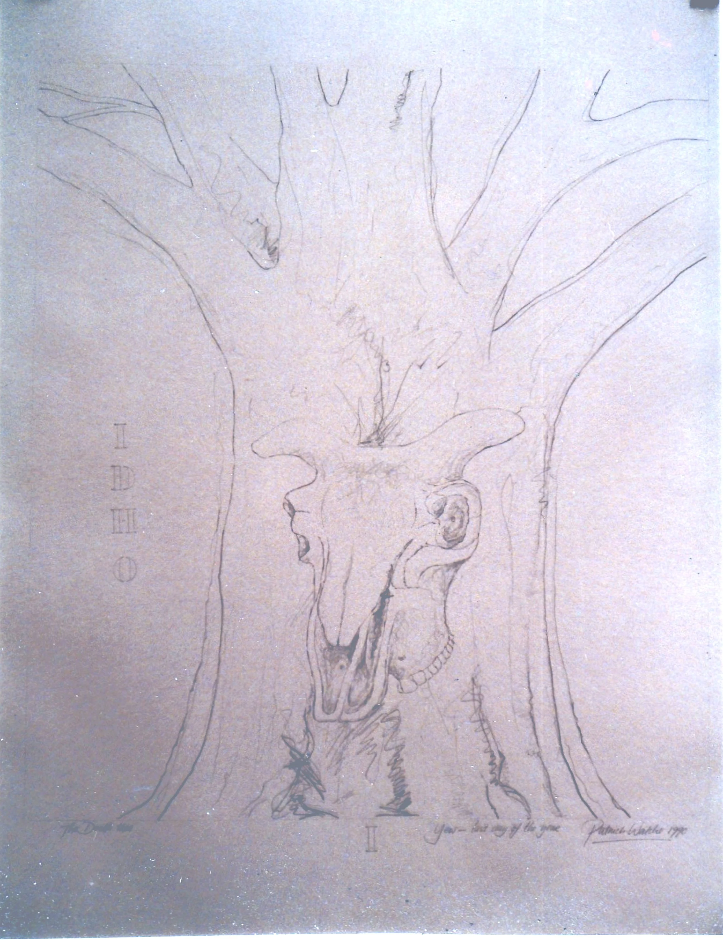 16. Yew