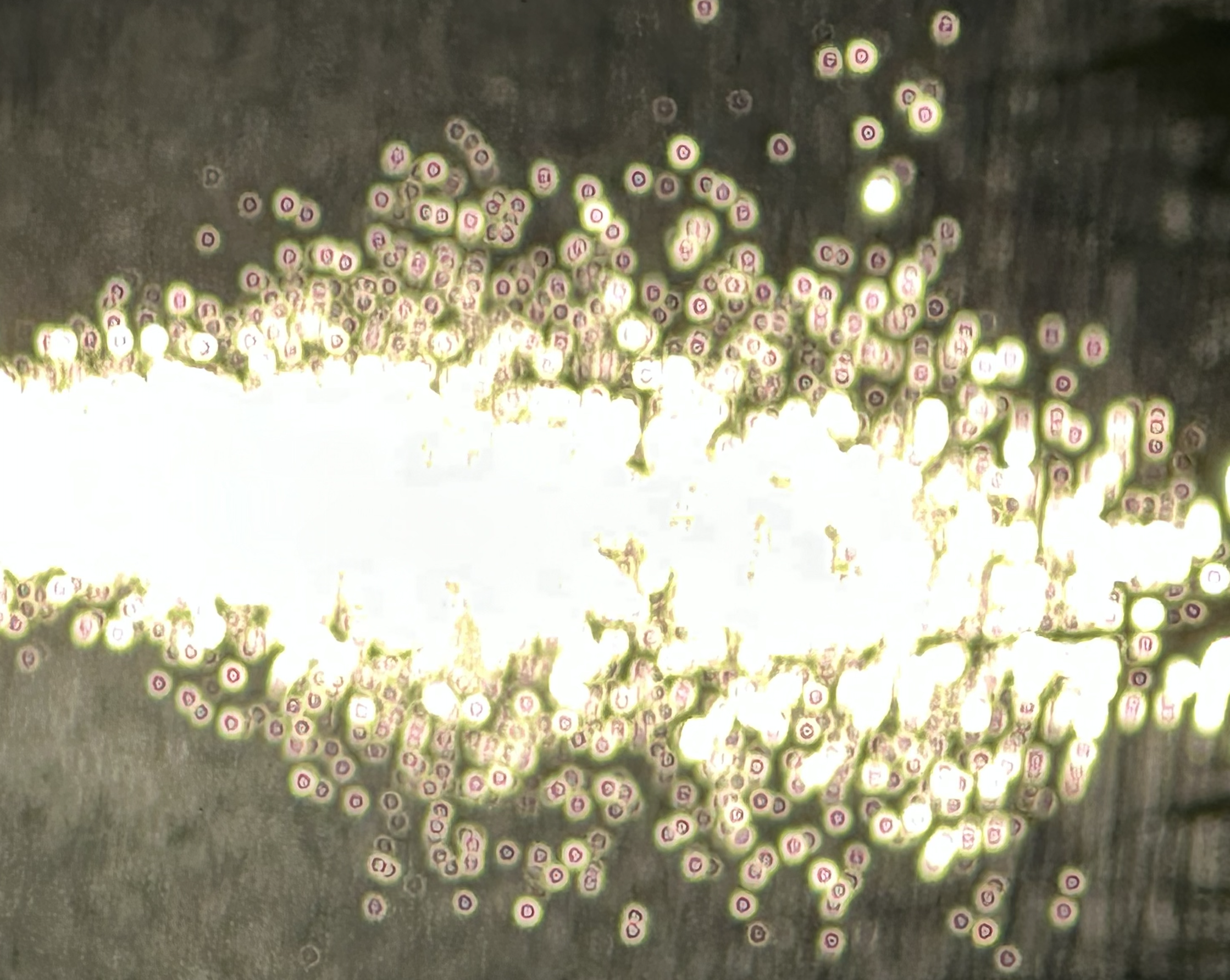 Screenshot 2025-11-05 at 3.48.57 pm.png