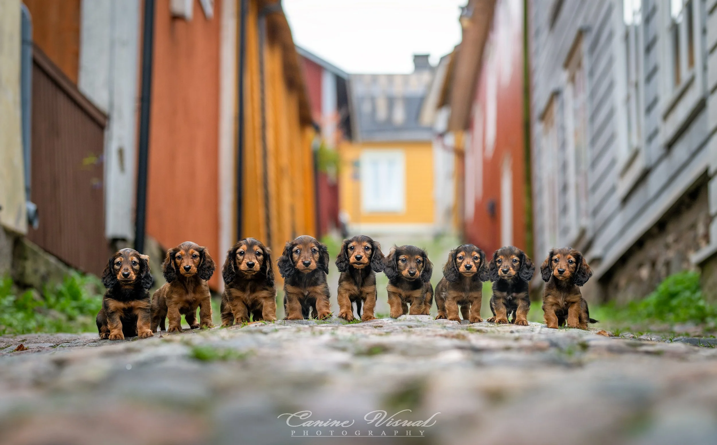 bseen-pennut-porvoossa-WEB.jpg