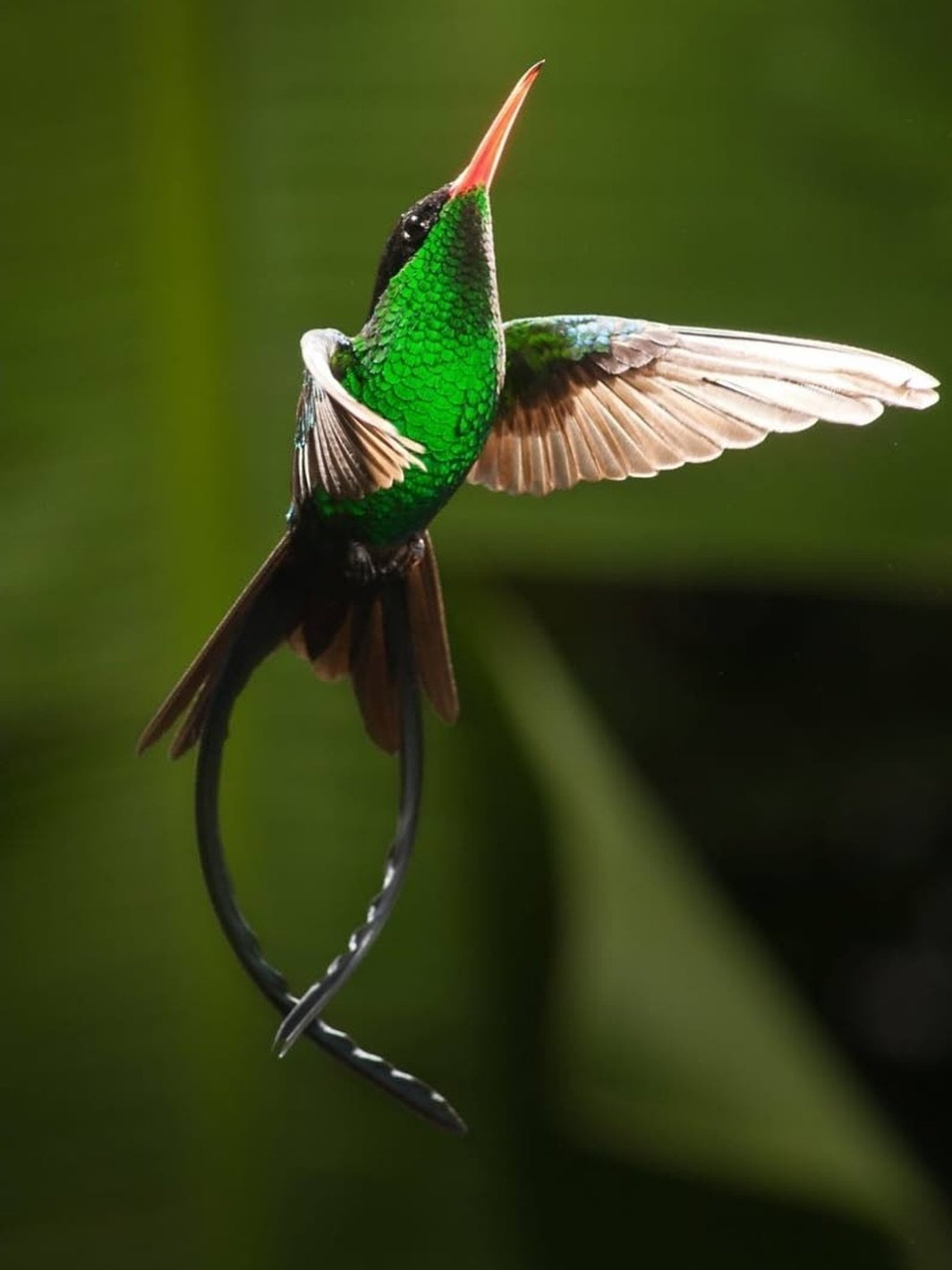 Hummingbirds are the national bird of Jamaica, a symbol or joy, perseverance and freedom. 

Whilst Jamaica, Haiti, Cuba and the Dominican Republic grapple with the devastation following Hurricane Melissa, we in the diaspora who have not been physical