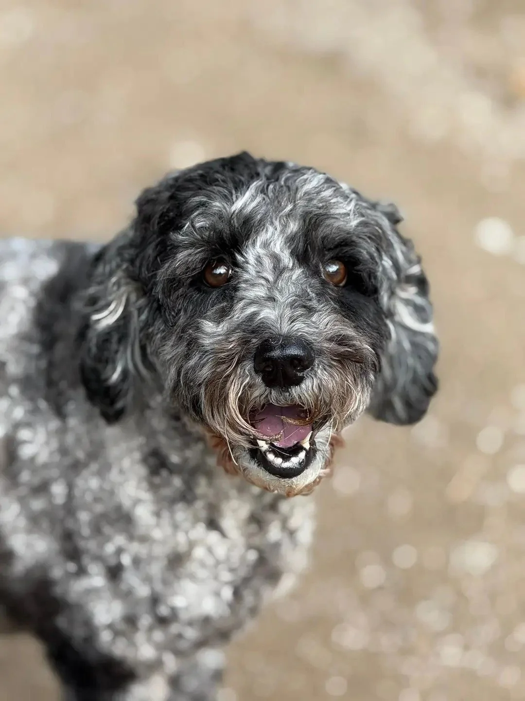 Cute curly-haired dog with black, white, and gray fur looking up with open mouth and happy expression.