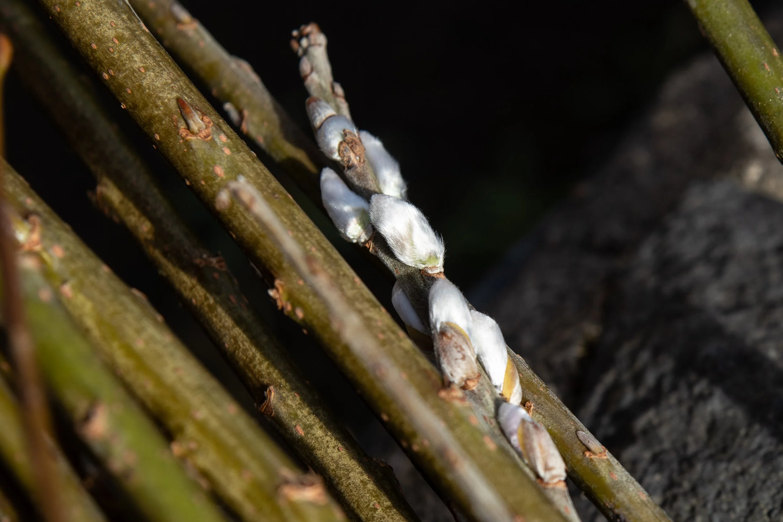 Gofod Glas llanrwst 1.3.25-19.jpg