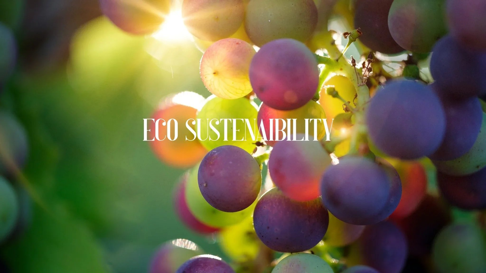 Close-up of purple, green, and red grapes on a vine with sunlight shining through, and the words "ECO SUSTAINABILITY" written across the center.