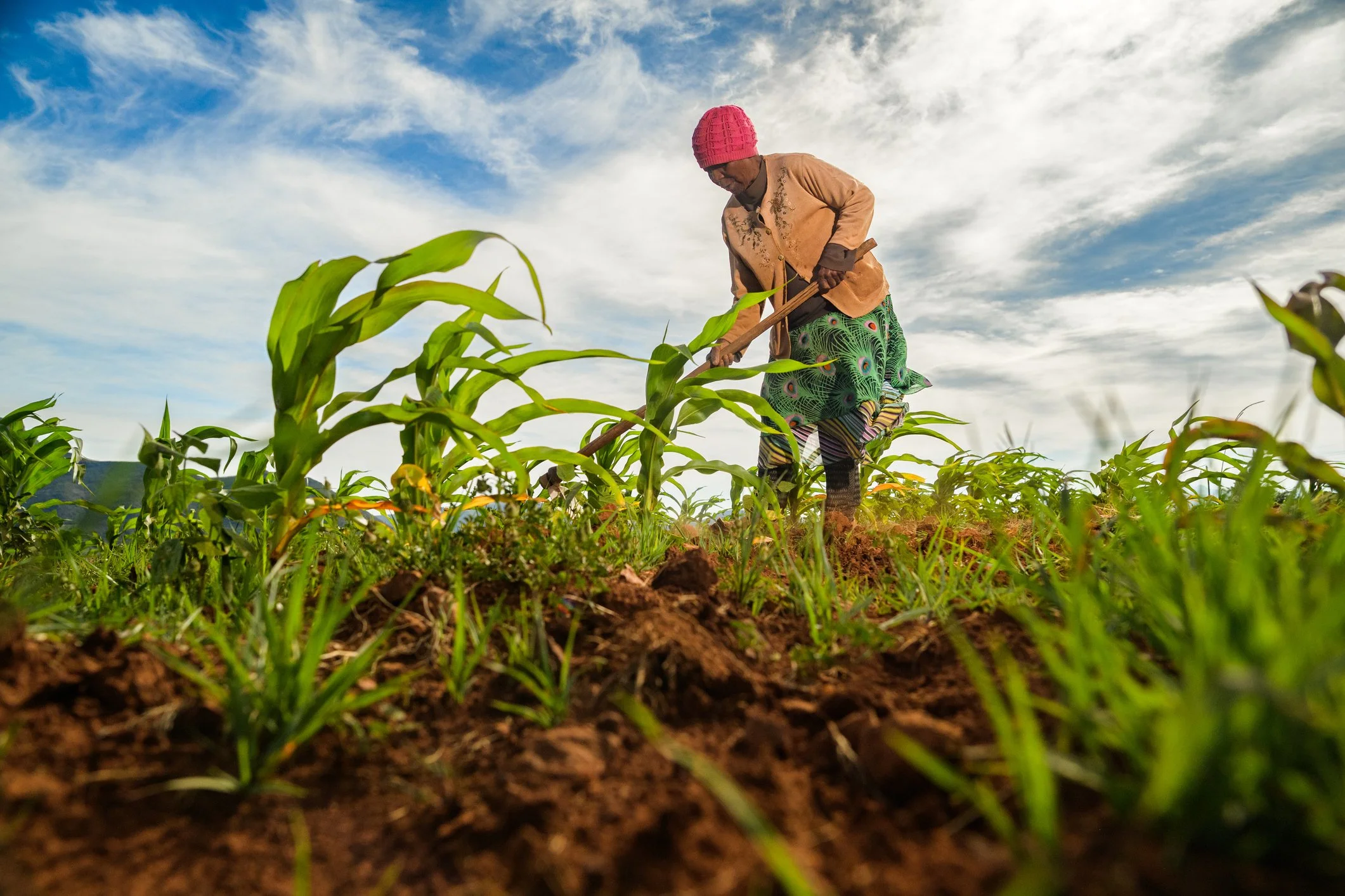 Strengthening Soil Health for Smallholder Farmers in Sub-Saharan Africa: 