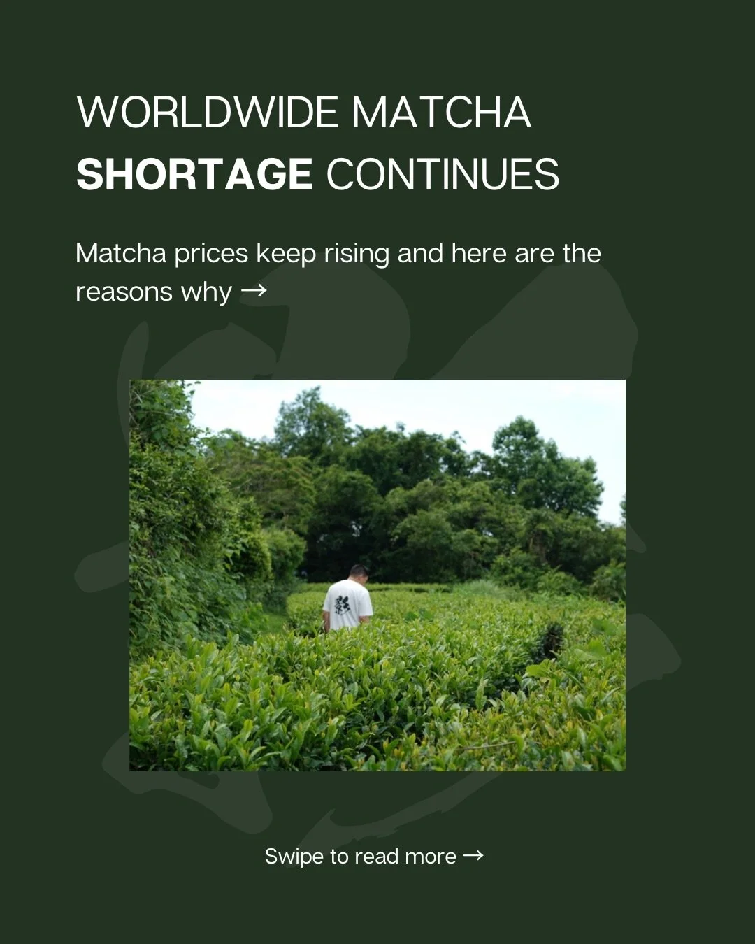 The worldwide matcha shortage continues, and starting this October, we are making adjustments to our tea prices to keep up with the rising costs, while maintaining the high quality matcha we have always been offering. 

Thank you for your understandi