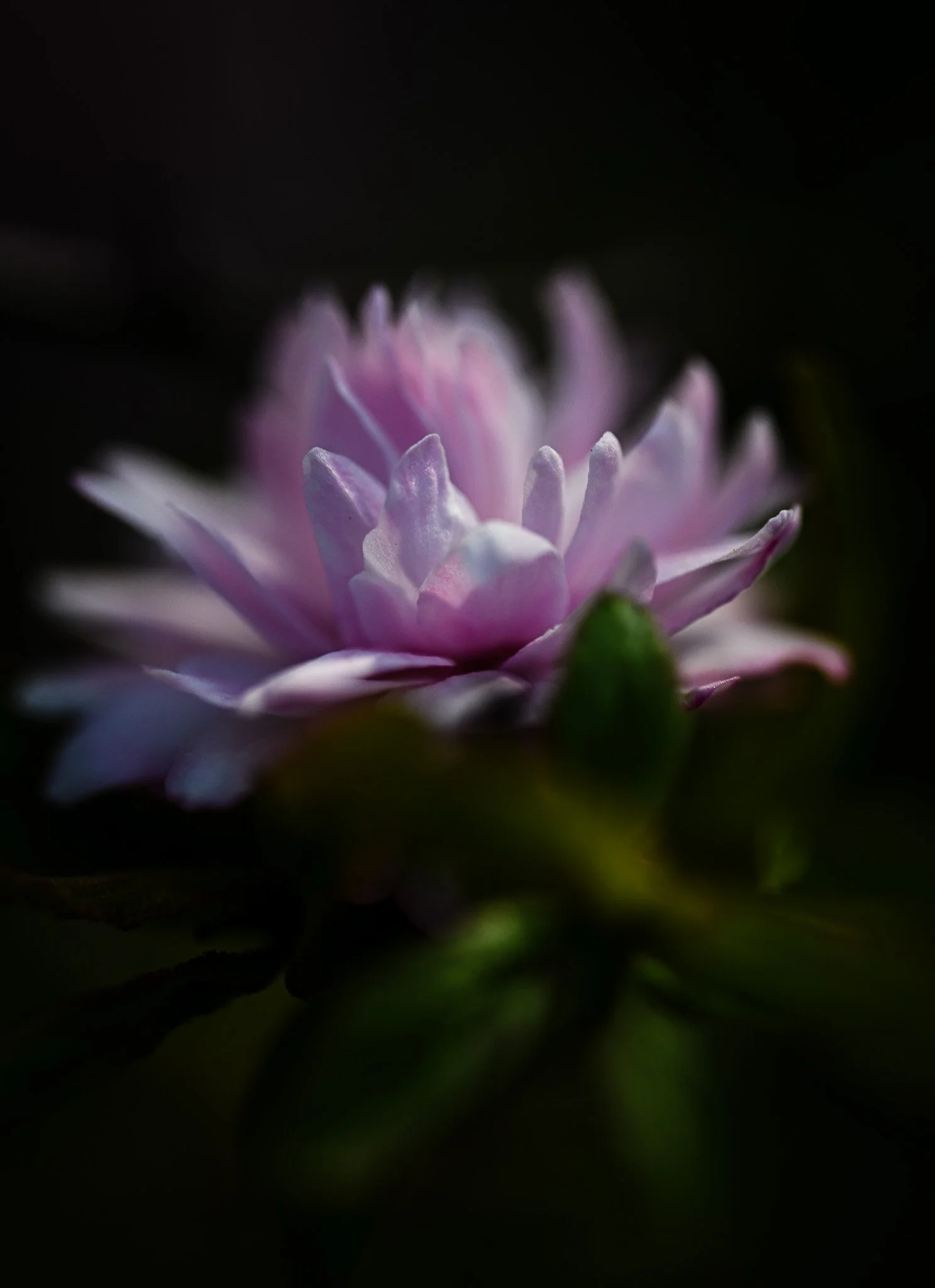 “Ethereal Pink,” Digital photo, 2026.