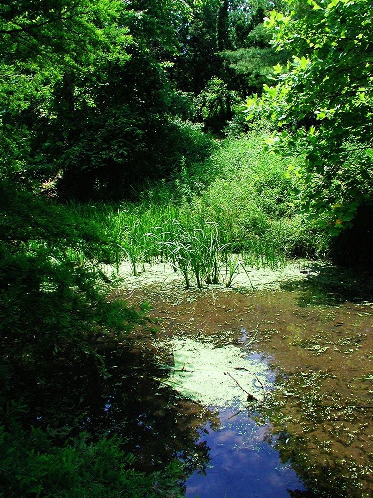 Chrissy Brown (@cbphotos_art), “Wetlands,” Ann Arbor, Digital, Olympus Camedia C-3040, 2024.