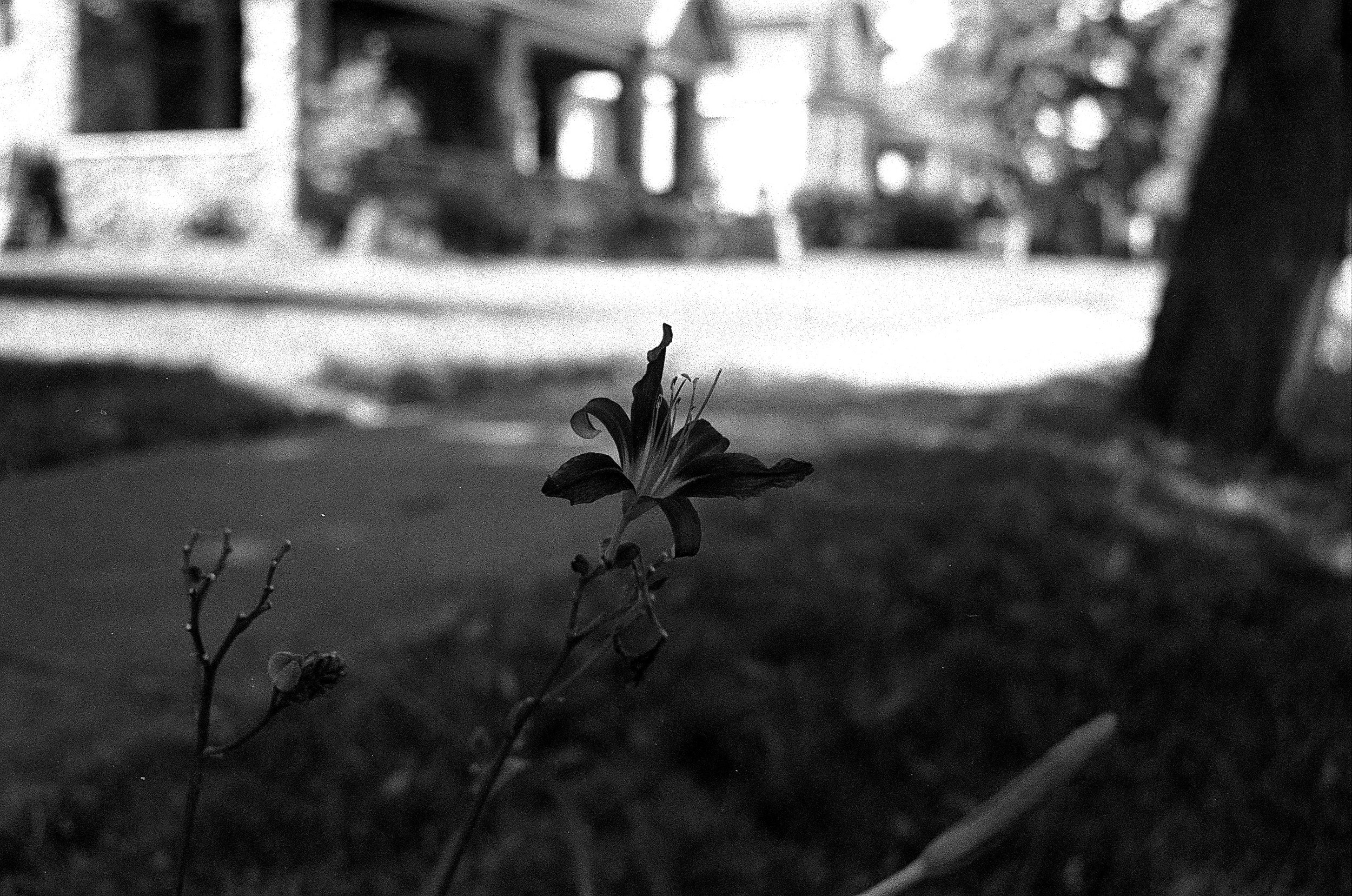 Ameera Salman (@grounded_stars), one, Ypsilanti, Ilford HP5, Nikon N60, 2025.