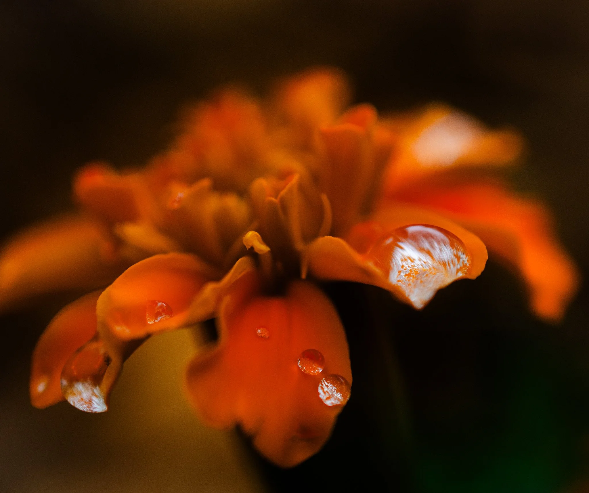 “Citrus drop,” Digital photo, 2025.