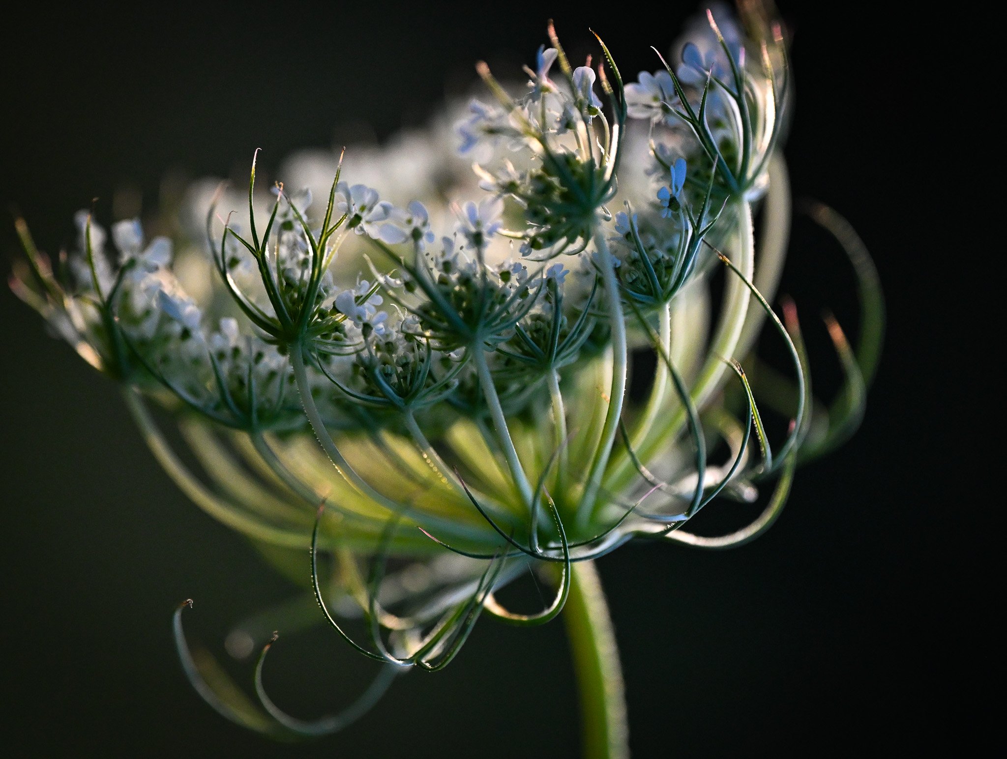 “Laced petals,” Digital photo, 2025.