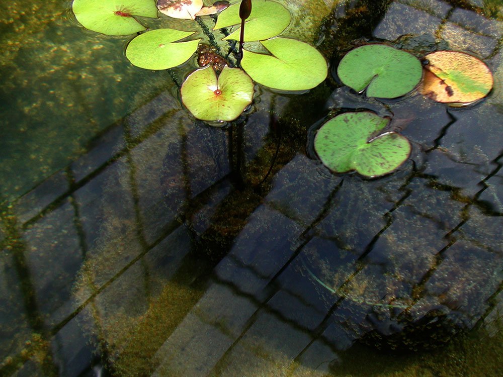 Chrissy Brown (@cbphotos_art), “Lily Pond,” Ann Arbor, Digital, Olympus Camedia C-3040, 2024.