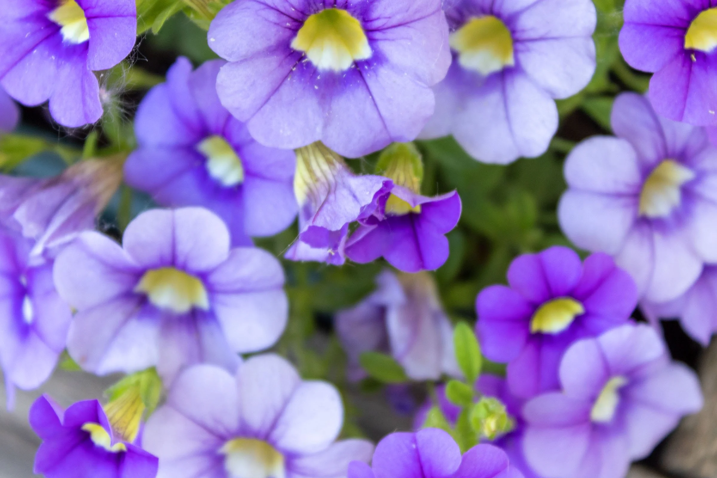 Chrissy Brown (@cbphotos_art), “Blue & Violet,” Depot Town, Digital, 2026.