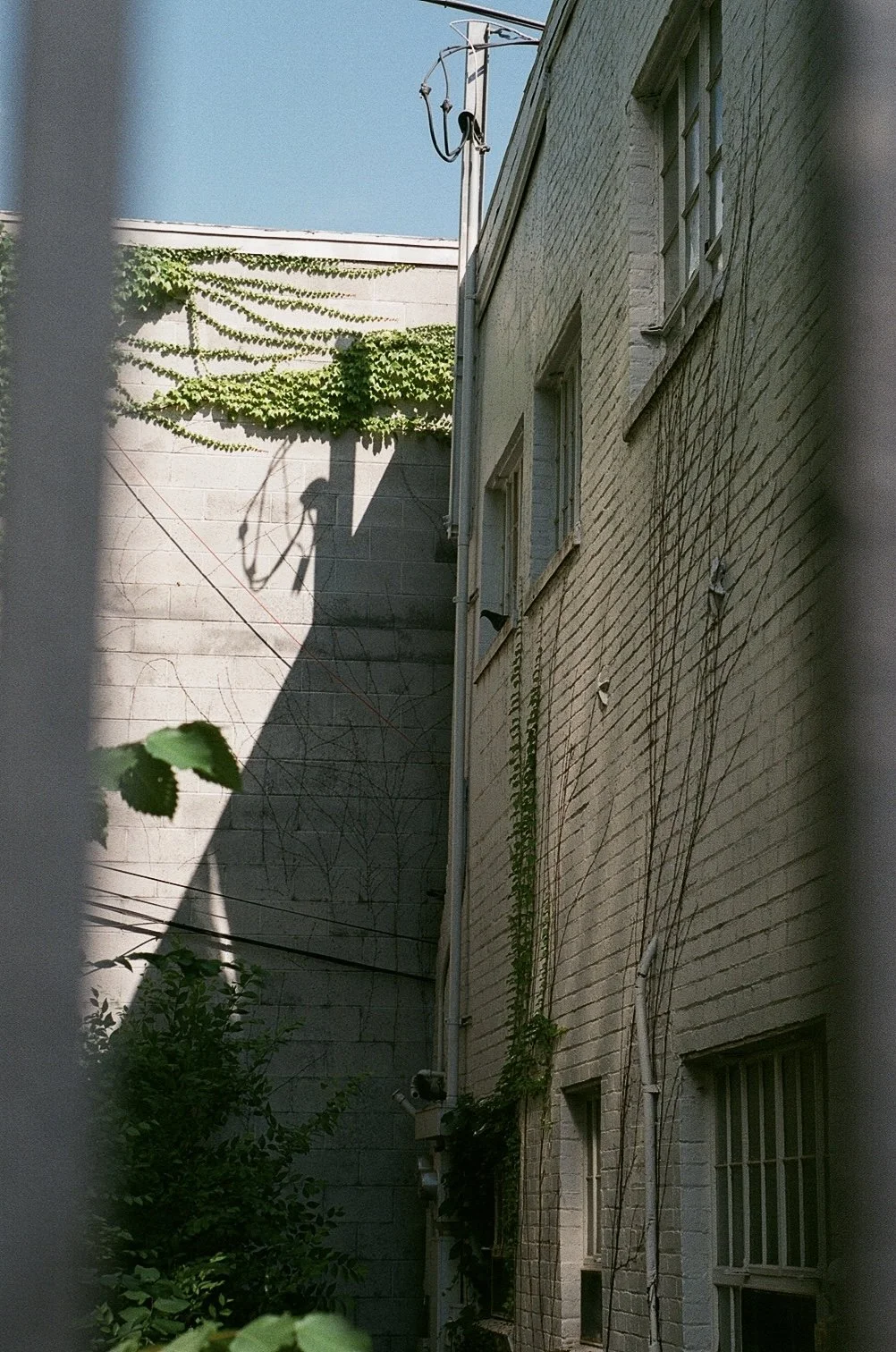 Madison Cantrell (@photomady), City Bird, Ypsilanti, Fuji 400, Canon Rebel 2000, 2025.