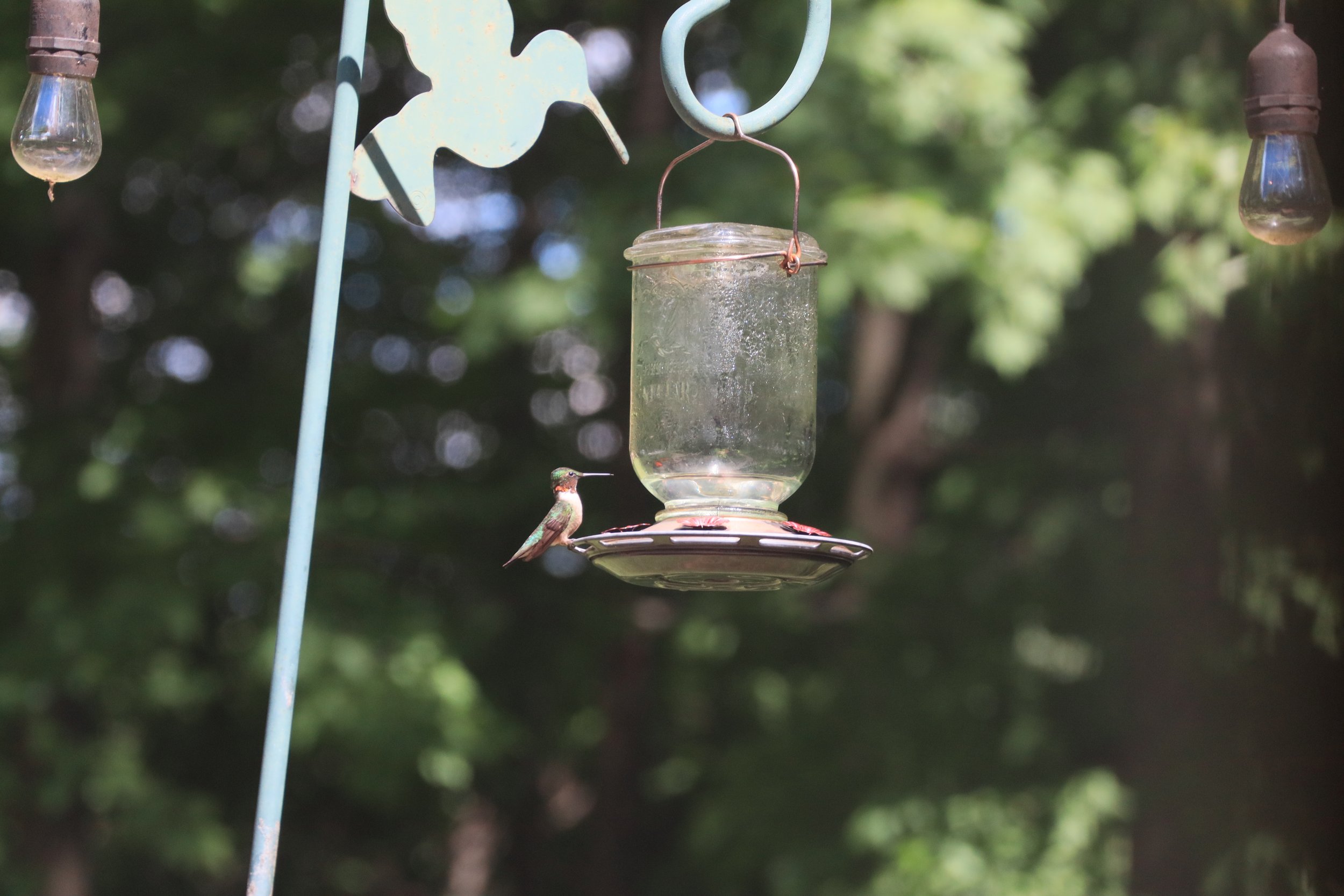Robyn Cantrell, “Hummingbird,” Backyard in Romulus, Digital, Canon EOS M200, 2022.