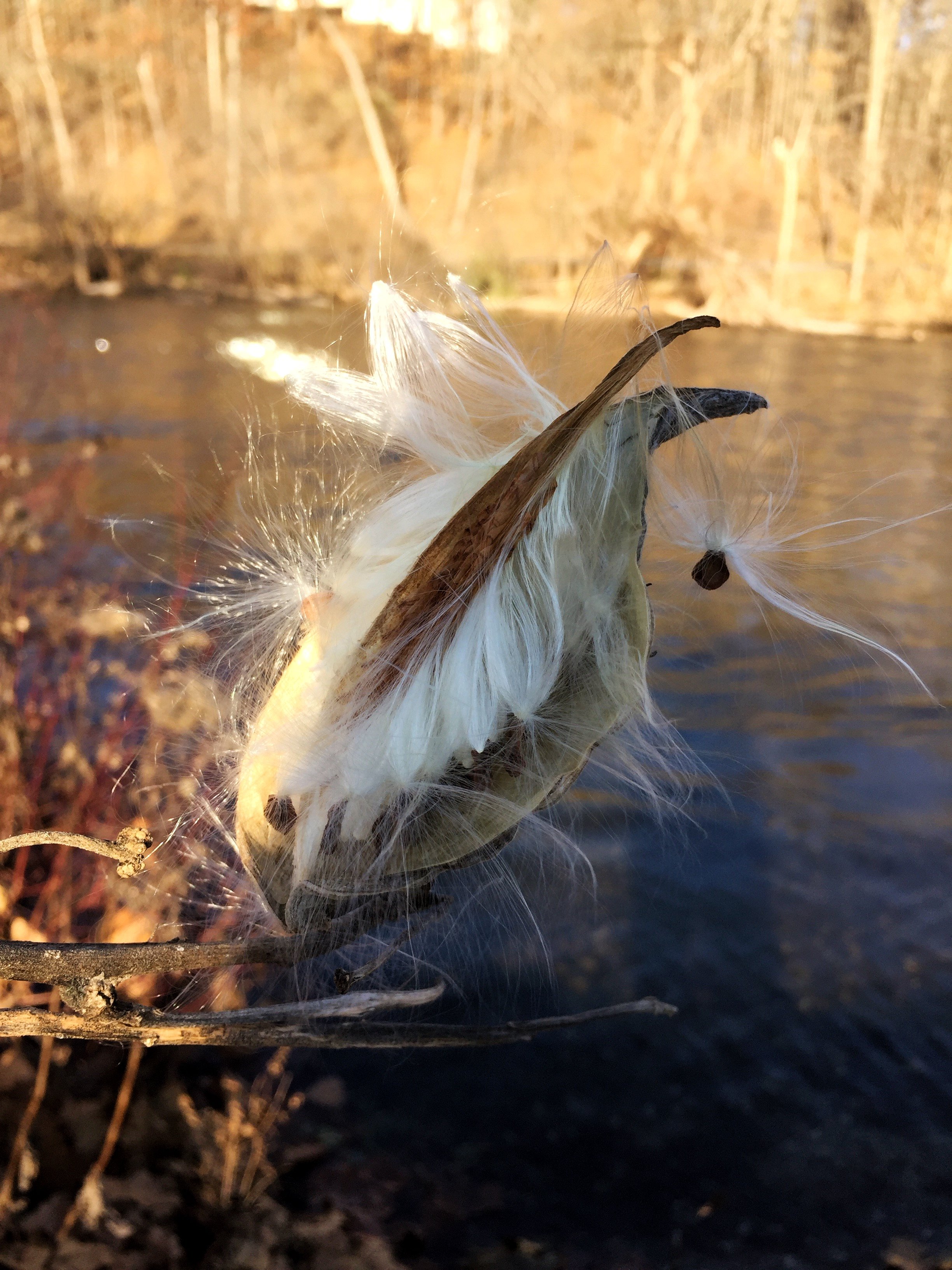 Julie Winningham (@galaxiesglitter), “Seeds of Hope,” Delhi Metropark, Ann Arbor, Digital, iPhone 6, 2017.