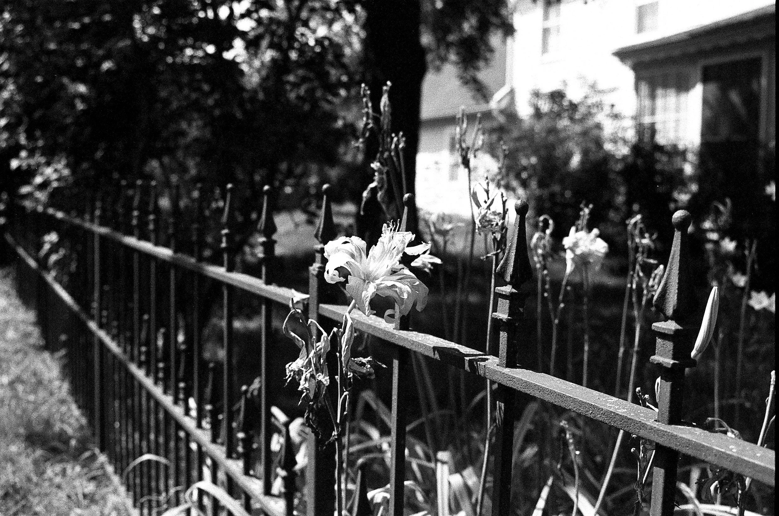Ameera Salman (@grounded_stars), two, Ypsilanti, Ilford HP5, Nikon N60, 2025.