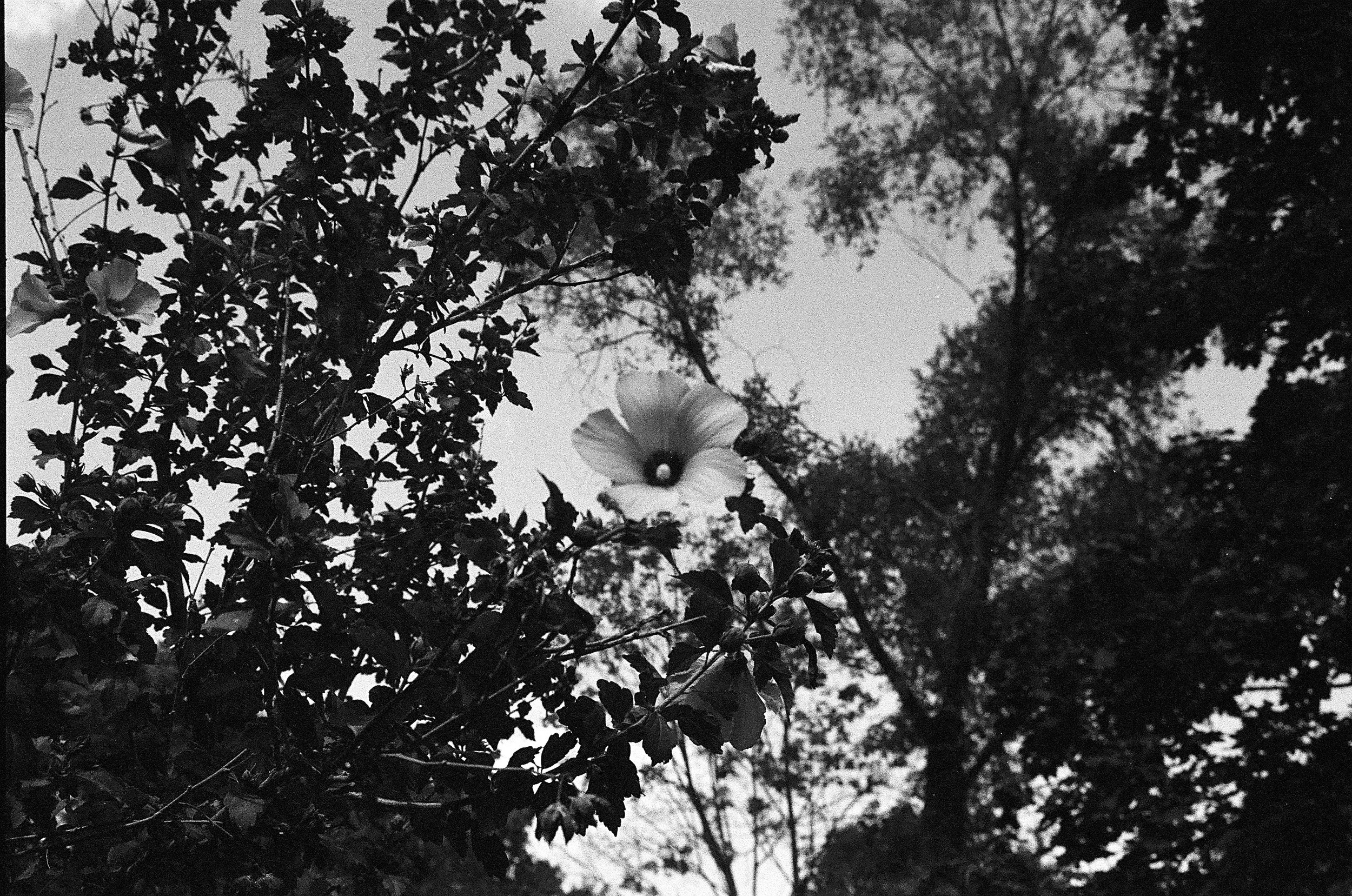Ameera Salman (@grounded_stars), three, Ypsilanti, Ilford HP5, Nikon N60, 2025.