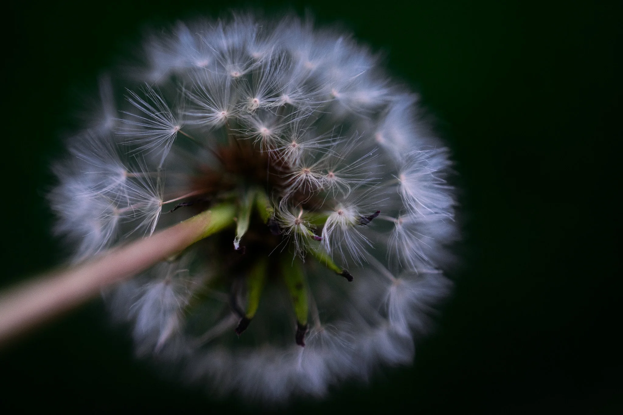 “Wish upon me,” Digital photo, 2025.