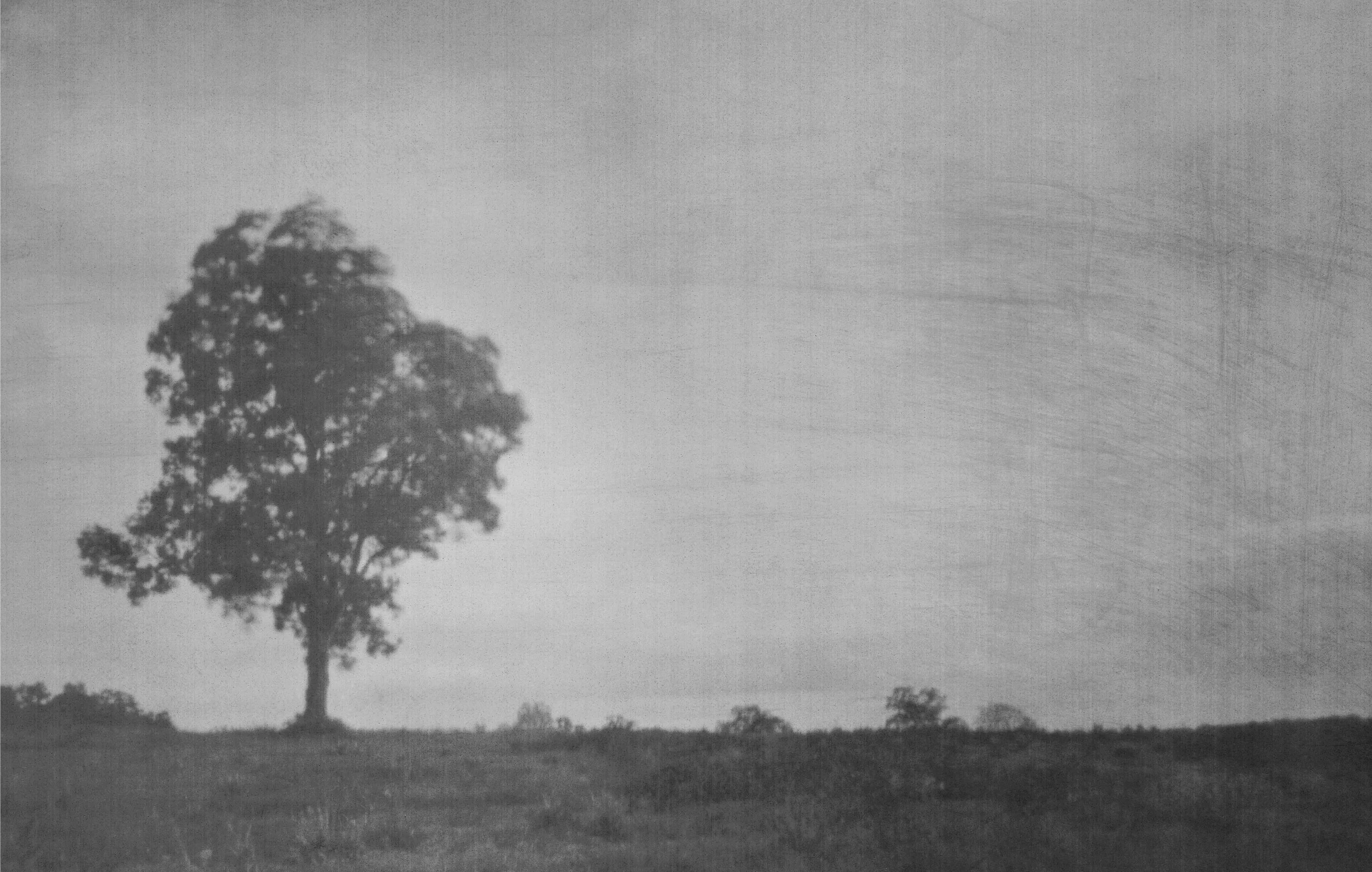 Glenn Taylor (@glenn010101, glenntaylorart.com), “Lone Tree,” Ann Arbor, Pinhole photo and camera, 2020.