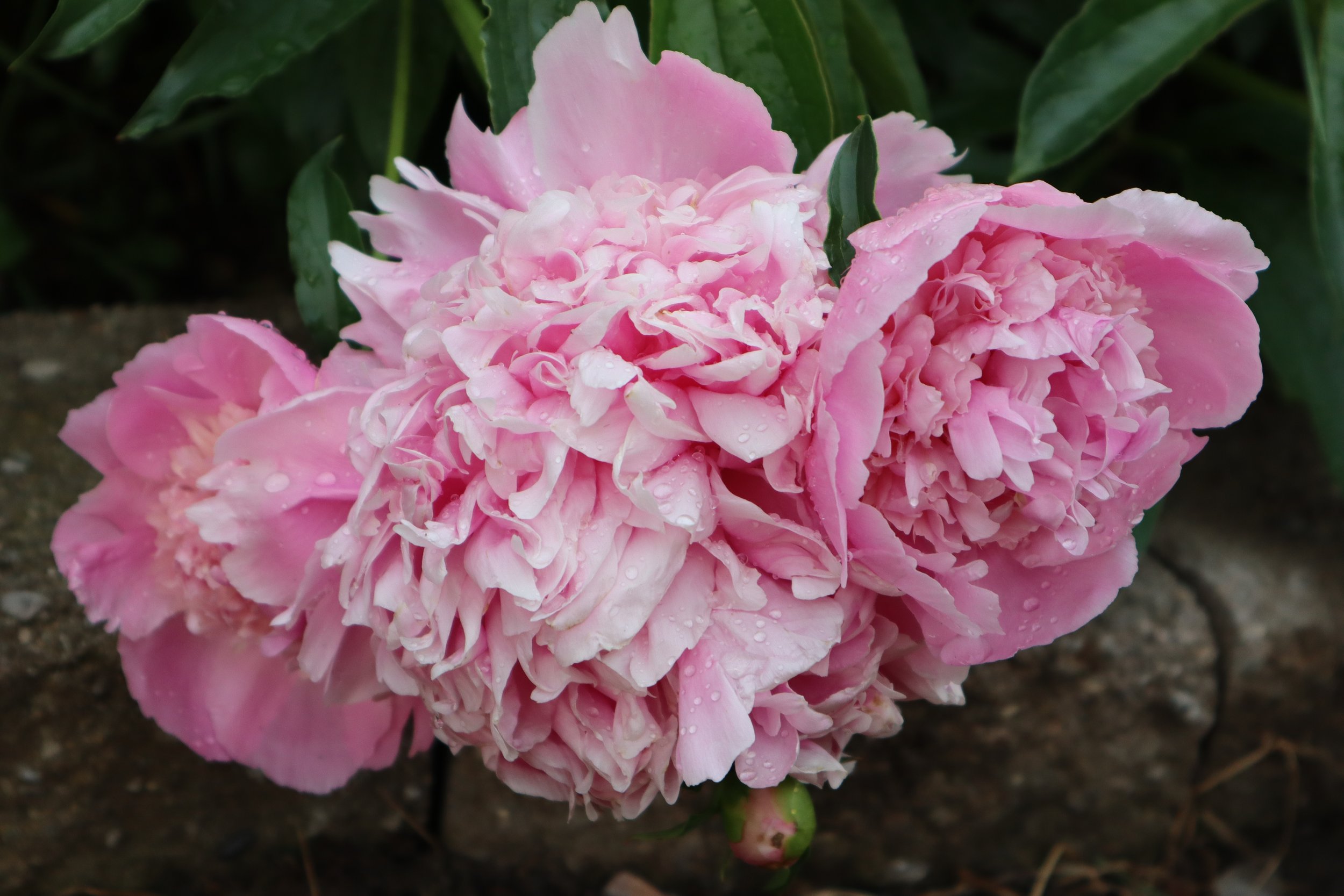 Robyn Cantrell, “Peonies,” Lincoln Park, Digital, Canon EOS M200, 2024.
