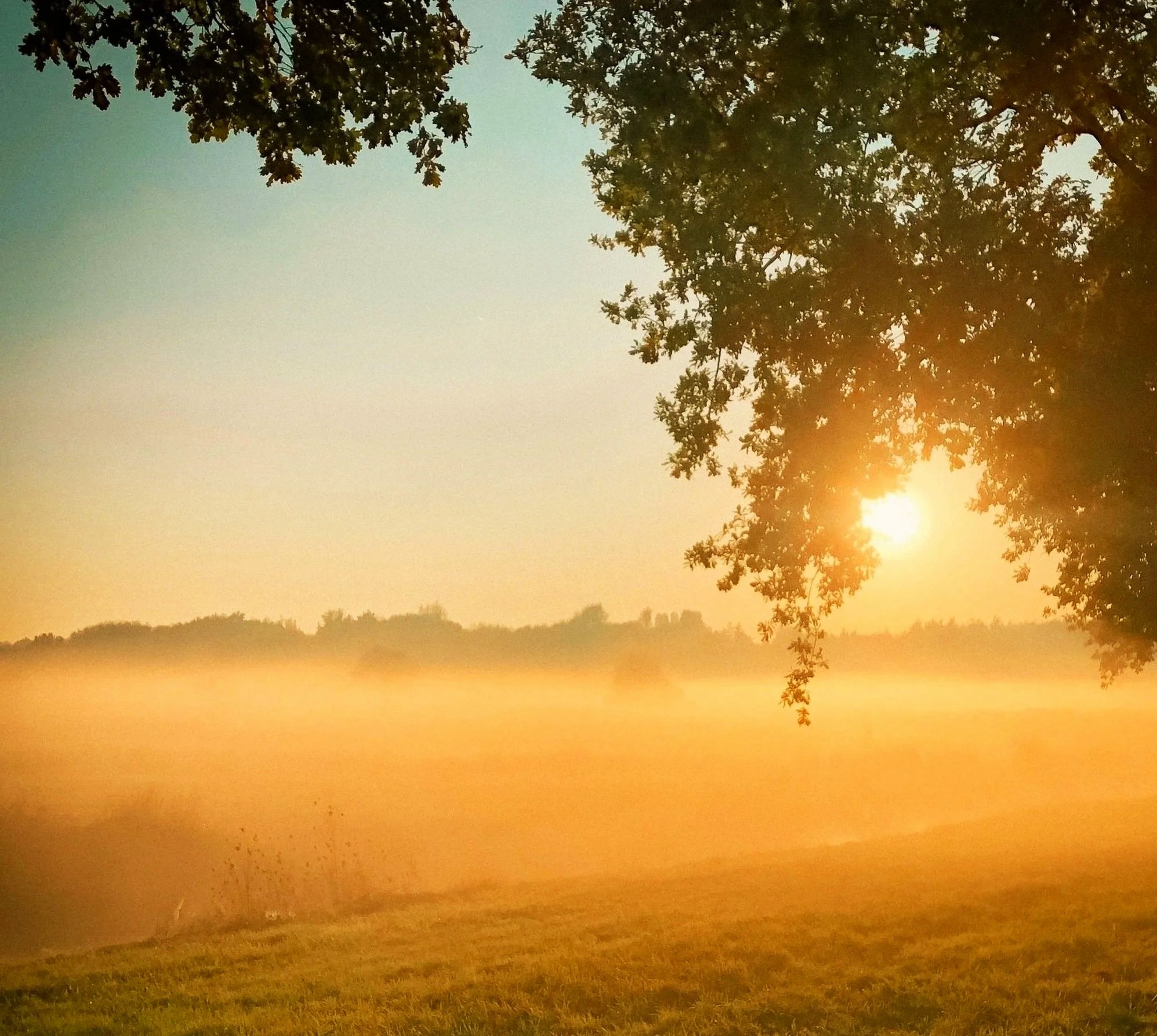 Zonsopgang of zonsondergang over een open landschap met een meer, omringd door bomen, met de zon laag aan de horizon en een rustige sfeer.