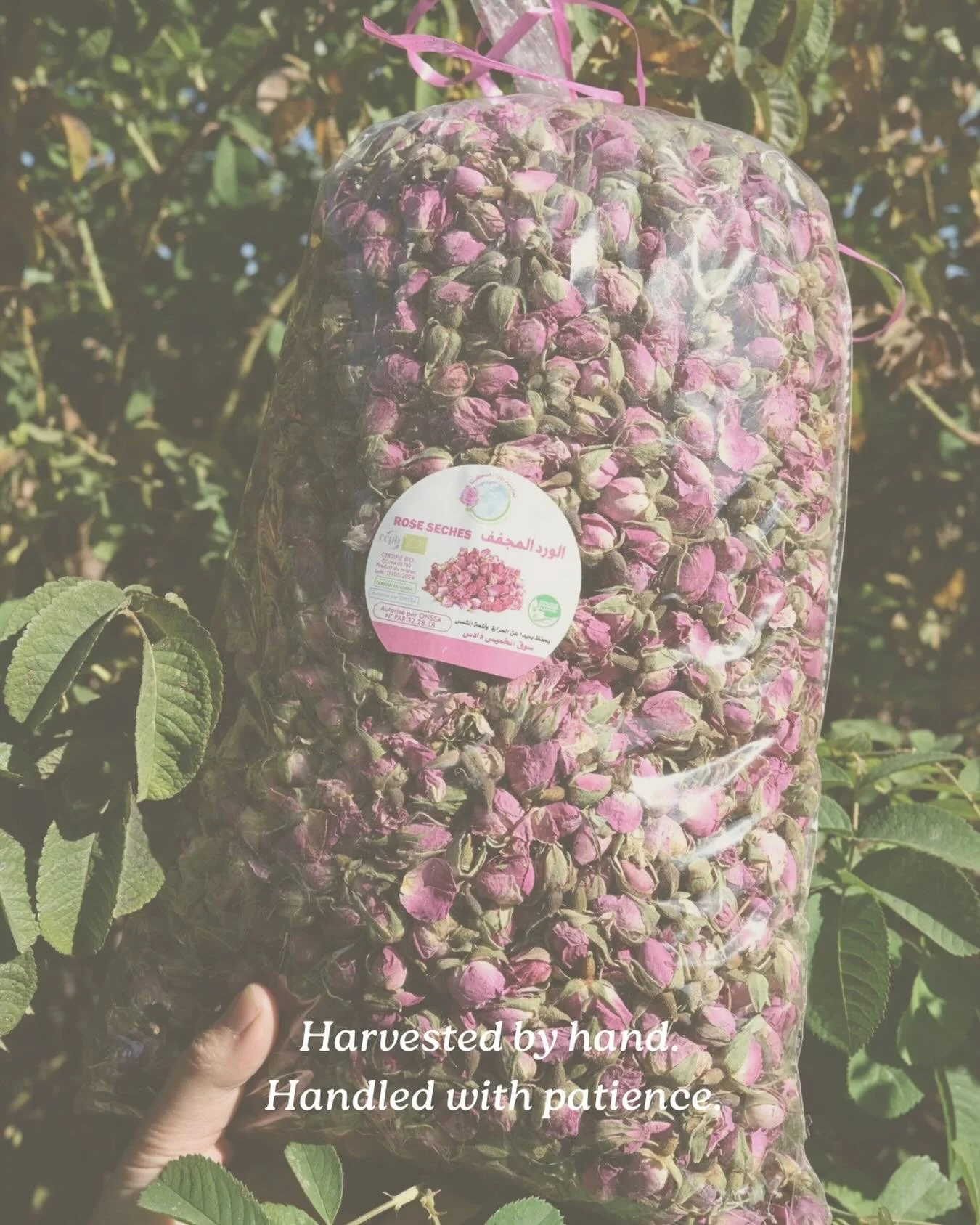 Harvested by hand.
Handled with patience.