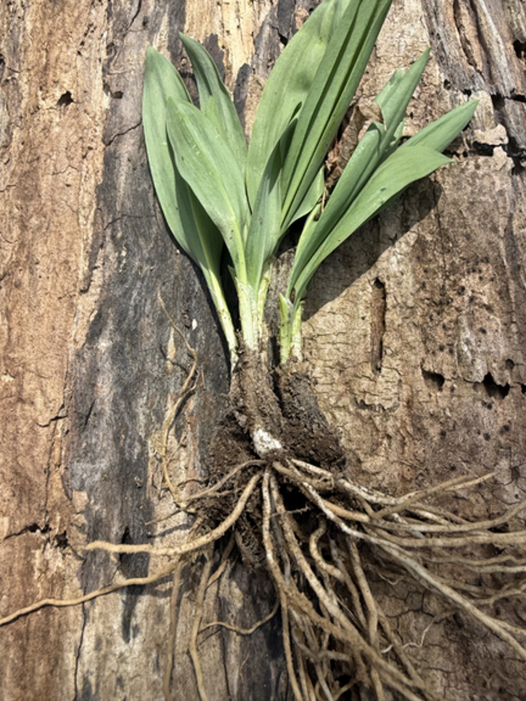 Ramps and New Saturday Children's Programming at the Farm