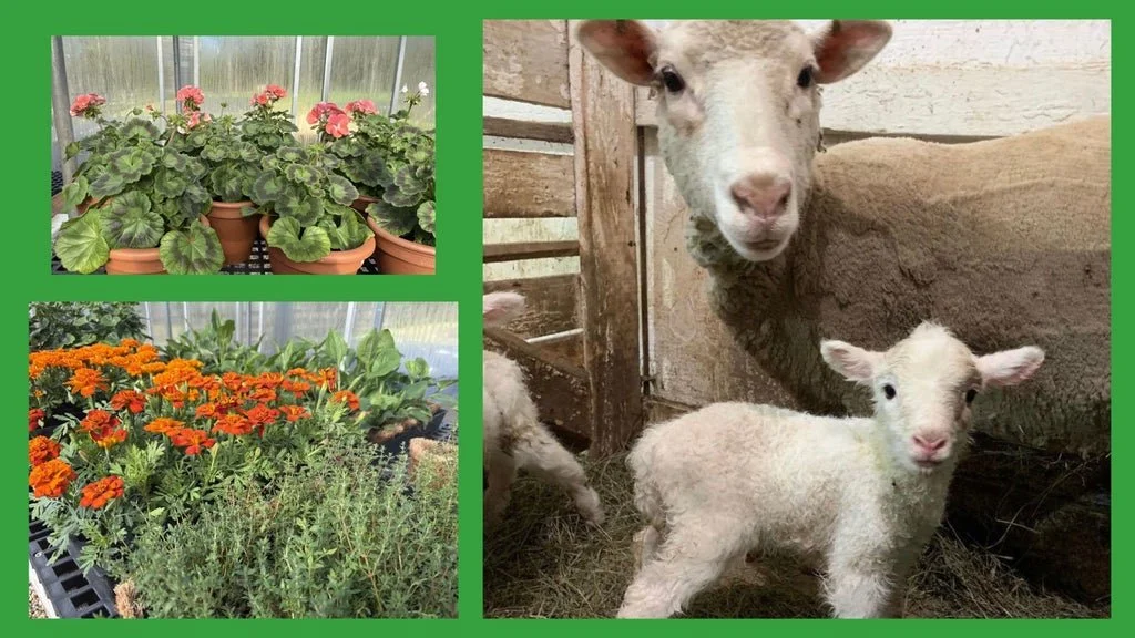 Free family day Saturday and new Kids Garden! Plus 20% off sheepskin sale, market starts, new lambs and happy diners