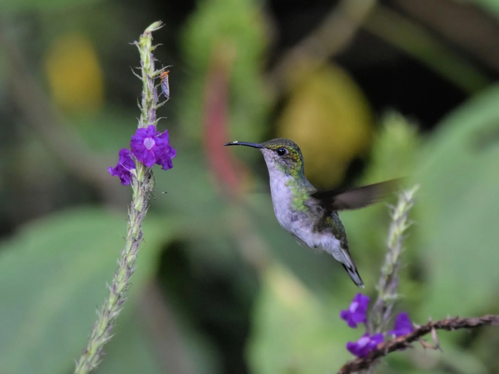 Hummingbird in Monteverde