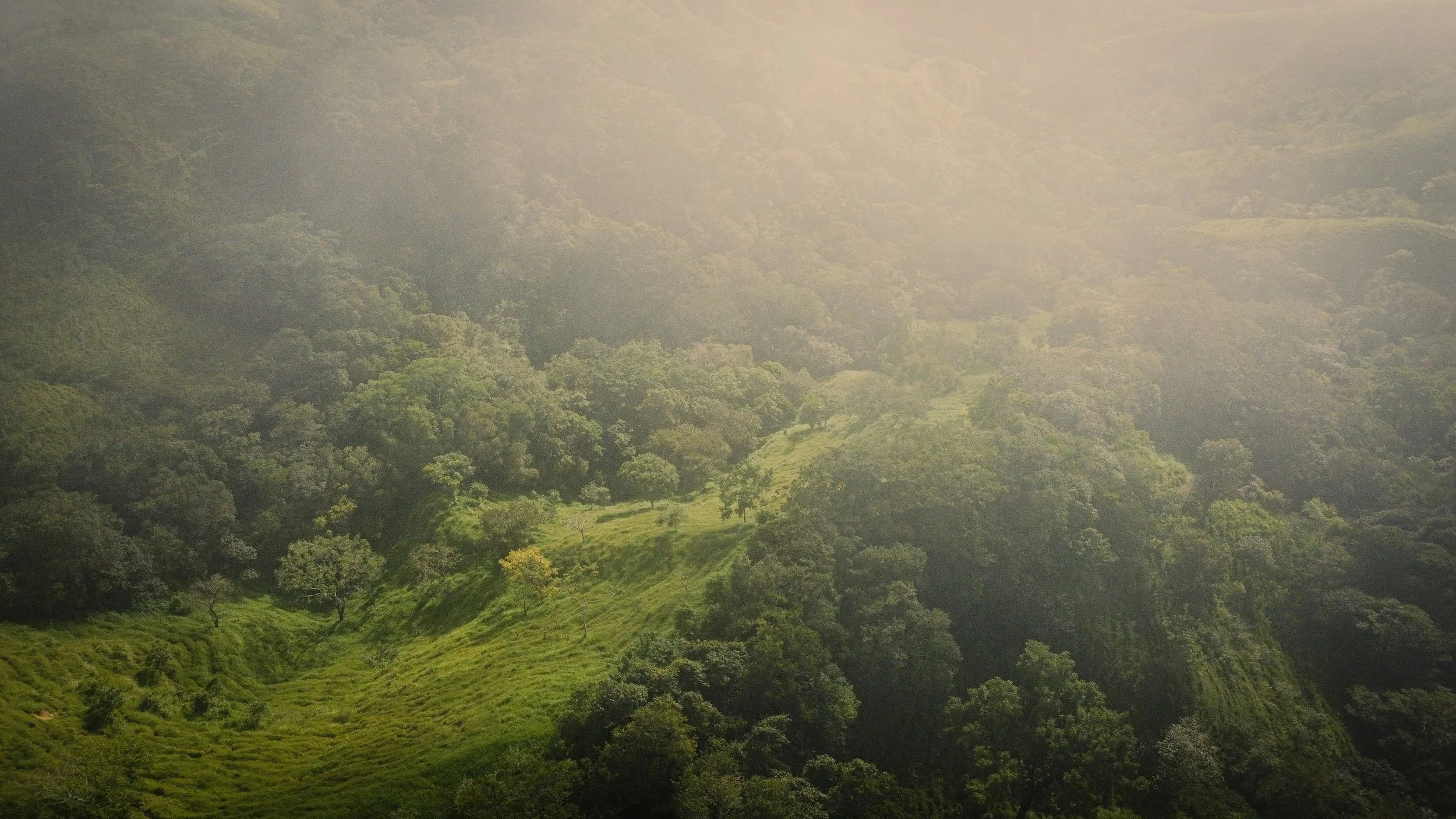 Monteverde Cloud Forest