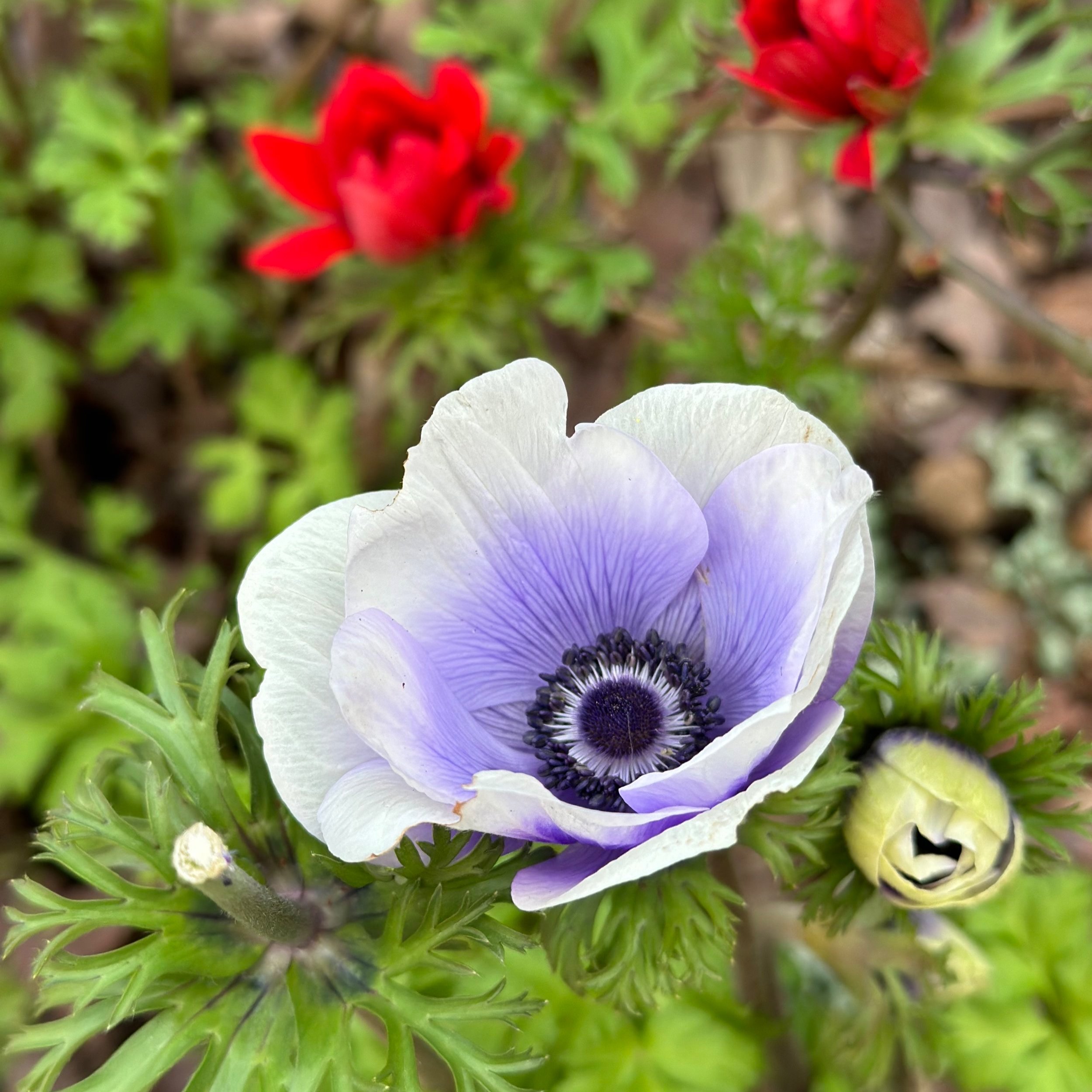 The beginning of gardening season