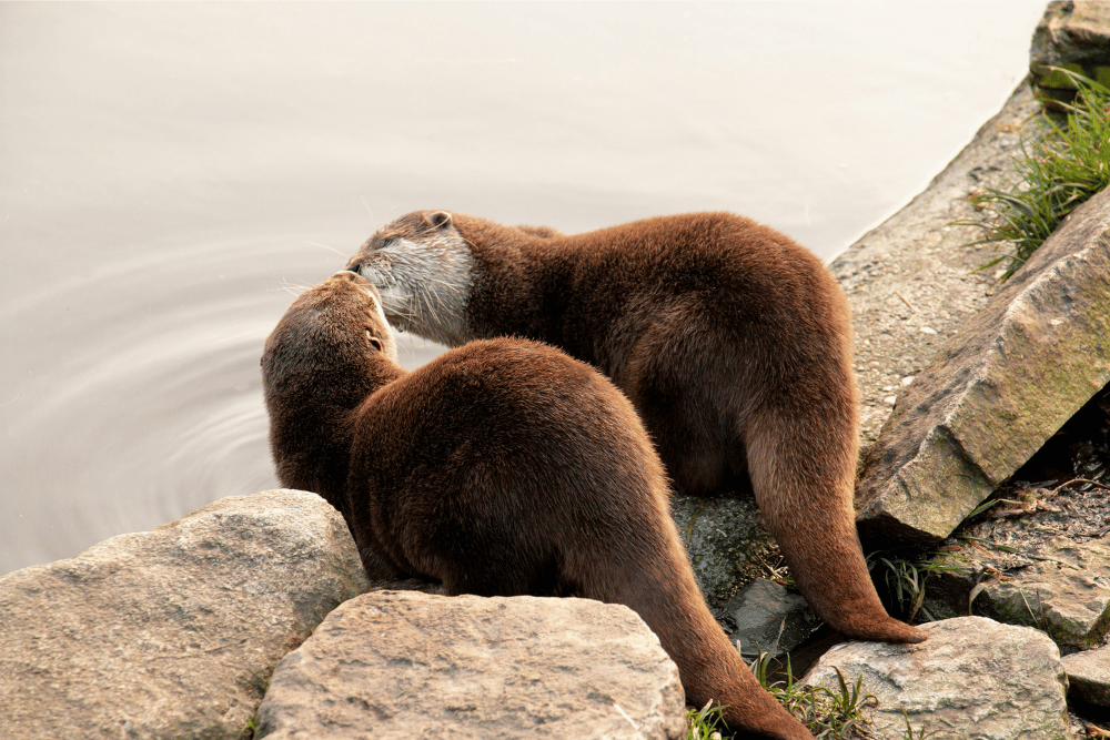 Is It Me, or Is It Us? How to Tell Whether a Relationship Problem Is Individual or Relational