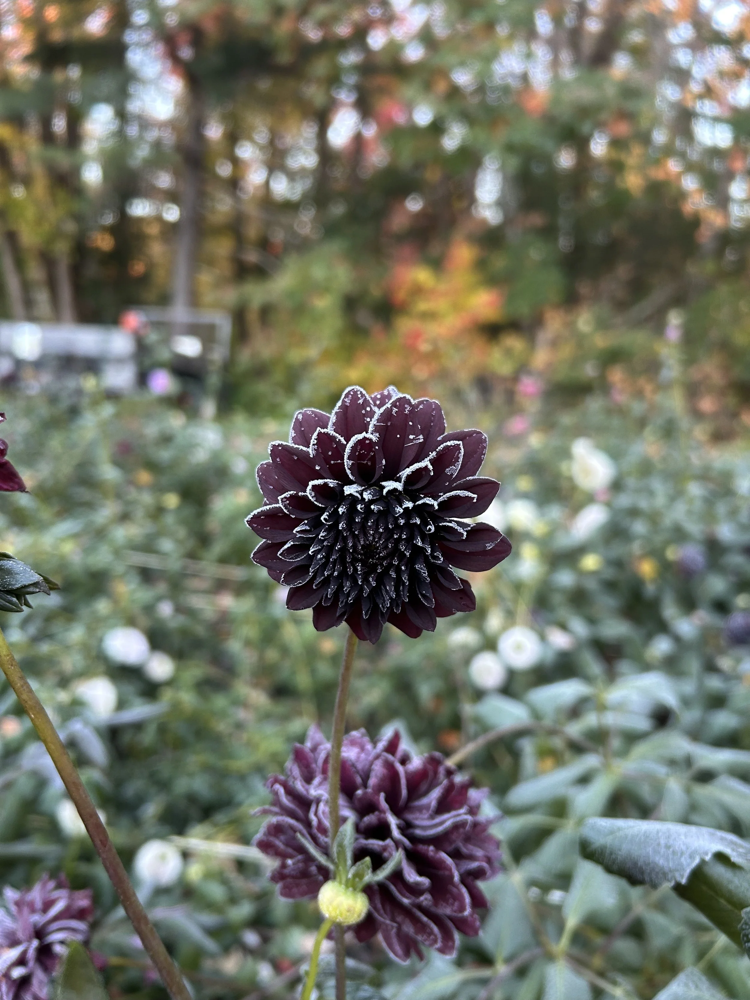 IMG_2854.jpeg