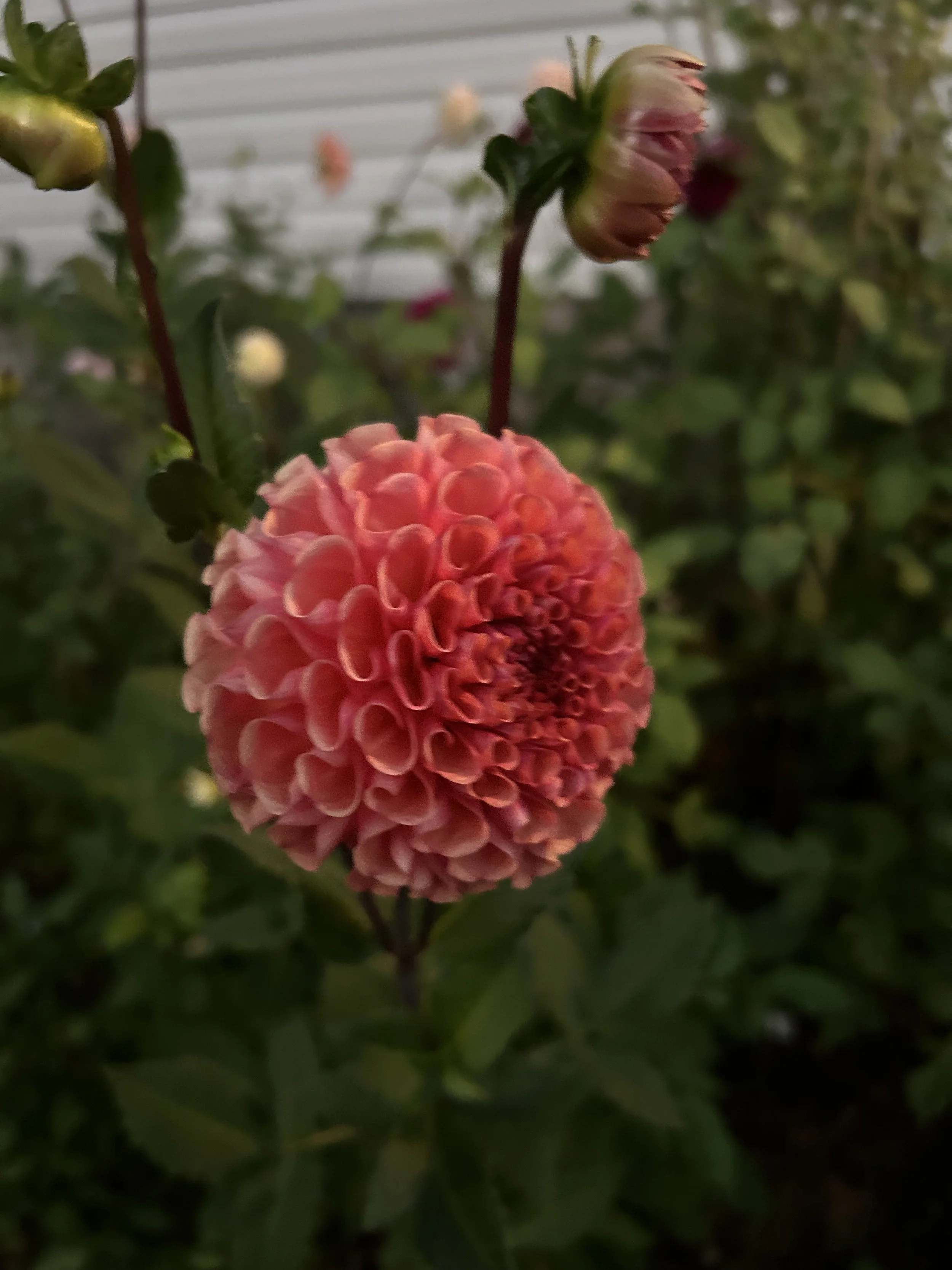 IMG_2709.jpeg