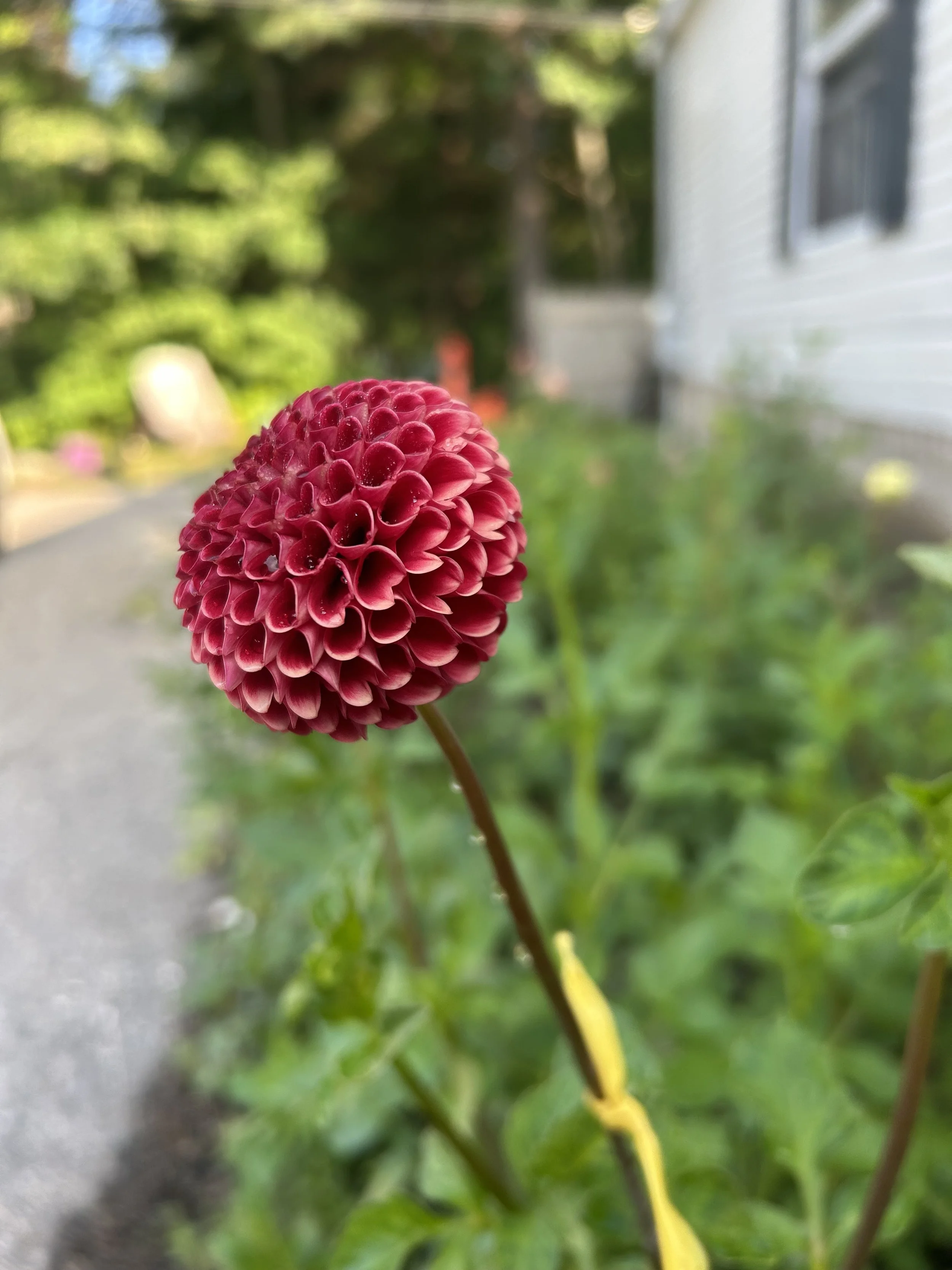 IMG_1682.jpeg